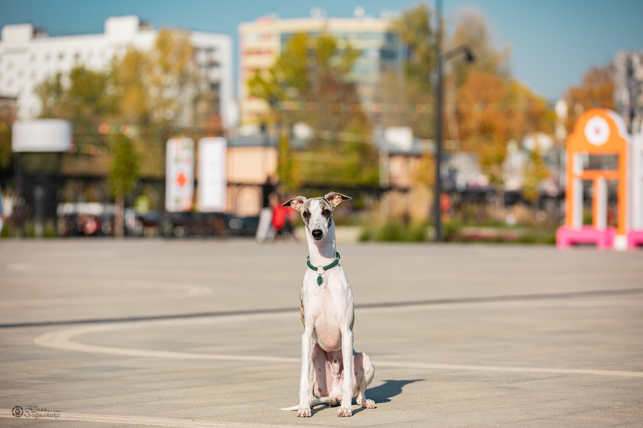 Нижний Новгород 15-16.10.2022. Фотограф-анималист Юлия Германика