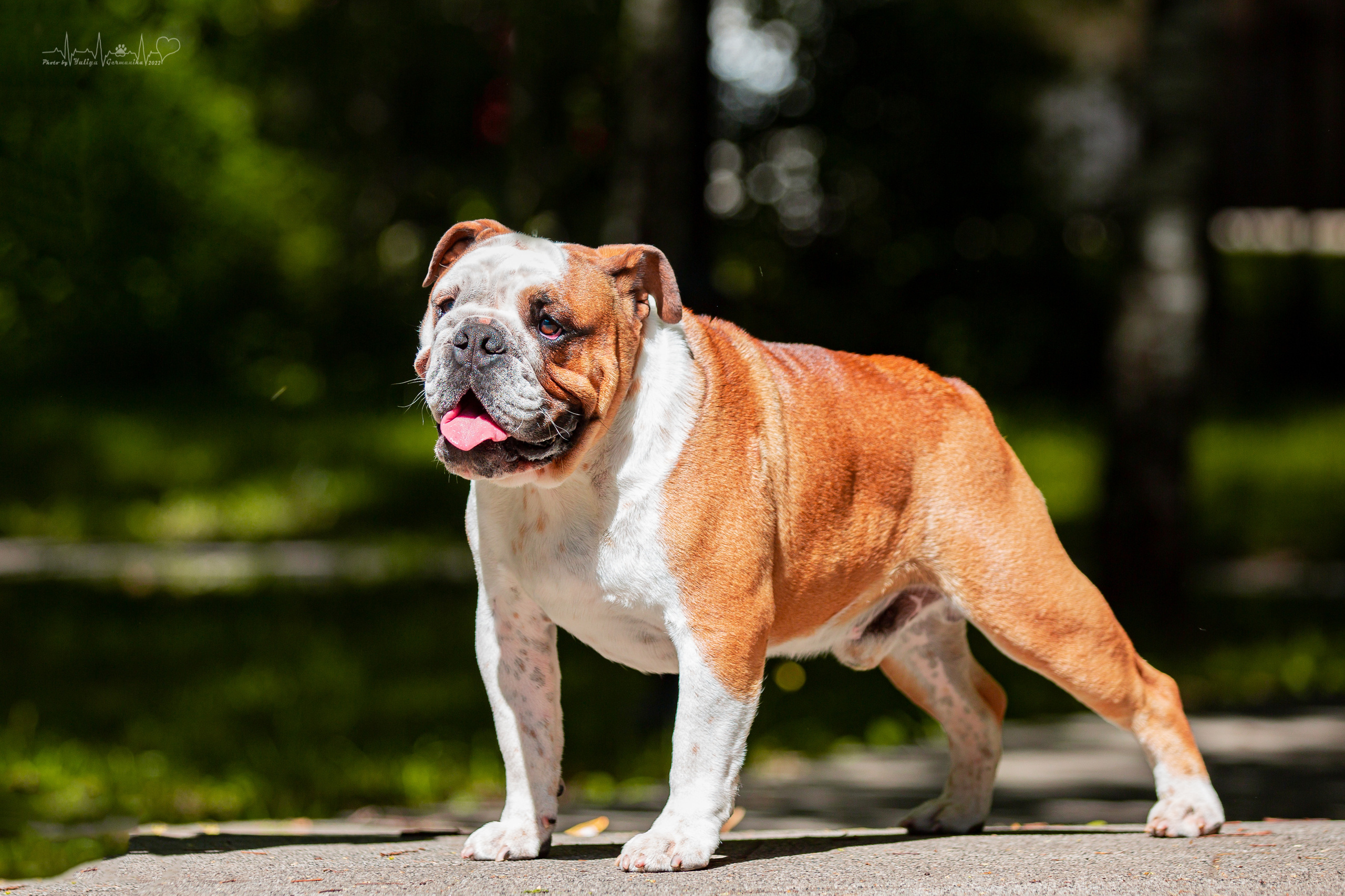 Ховрино 31.07,Чайна-Таун 6.08,Тверь 7.08. Фотограф-анималист Юлия Германика