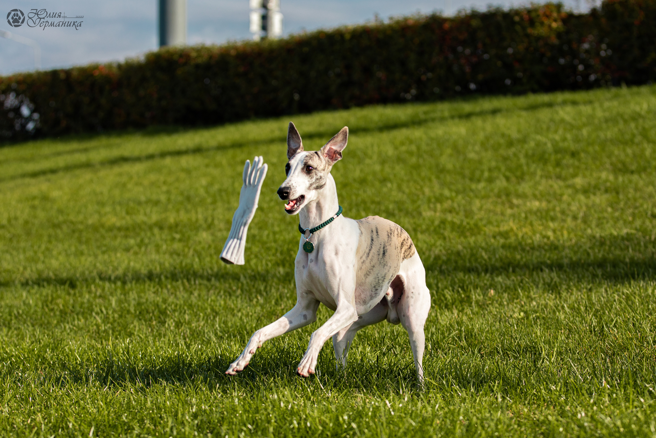 Нижний Новгород 15-16.10.2022. Фотограф-анималист Юлия Германика