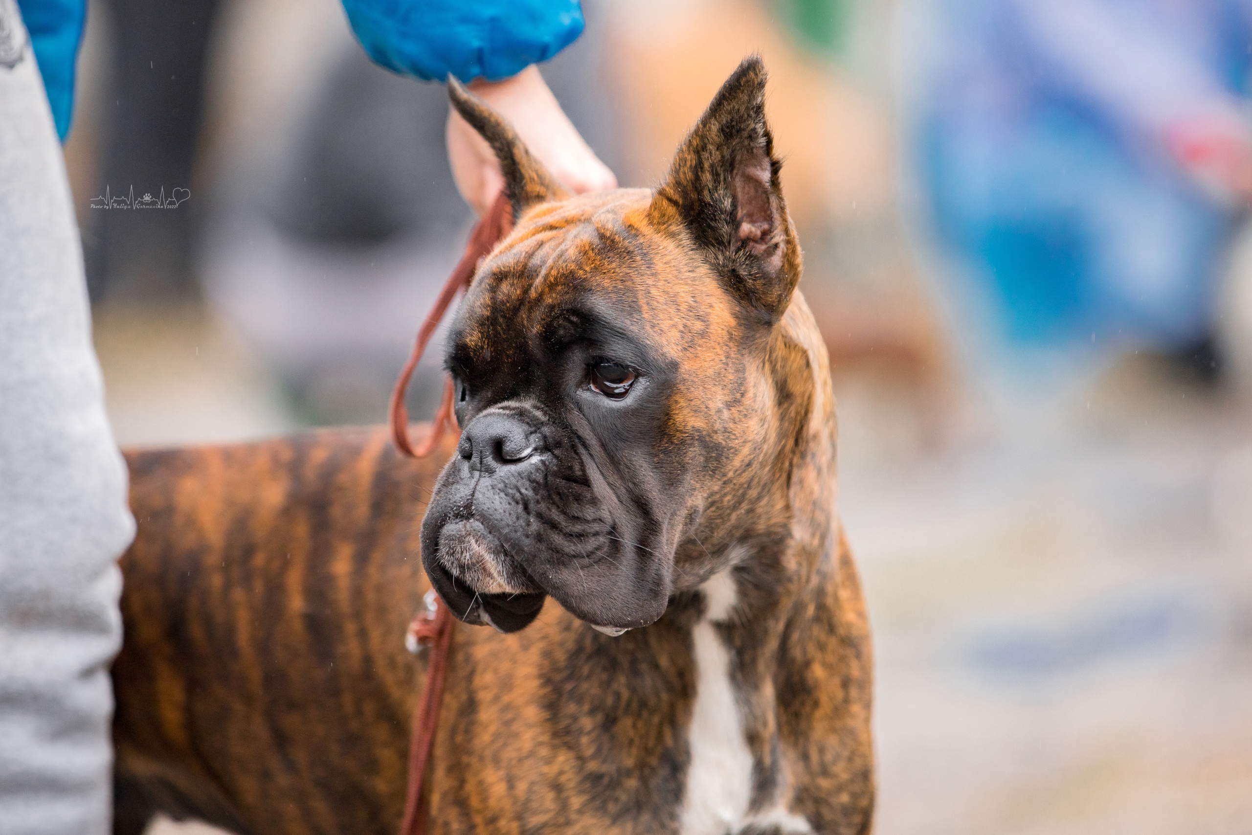 Александров 24.09.2022. Фотограф-анималист Юлия Германика