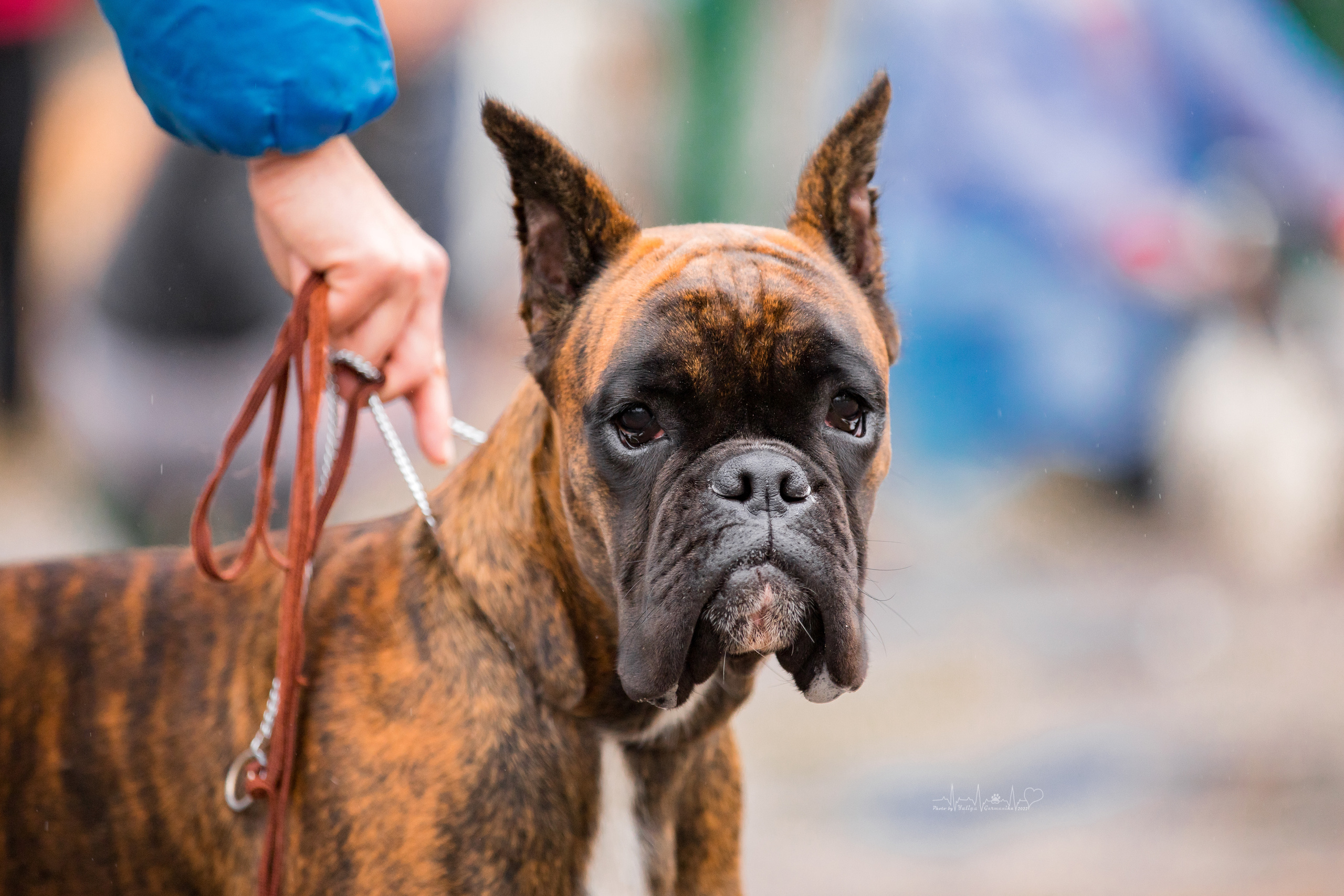 Александров 24.09.2022. Фотограф-анималист Юлия Германика