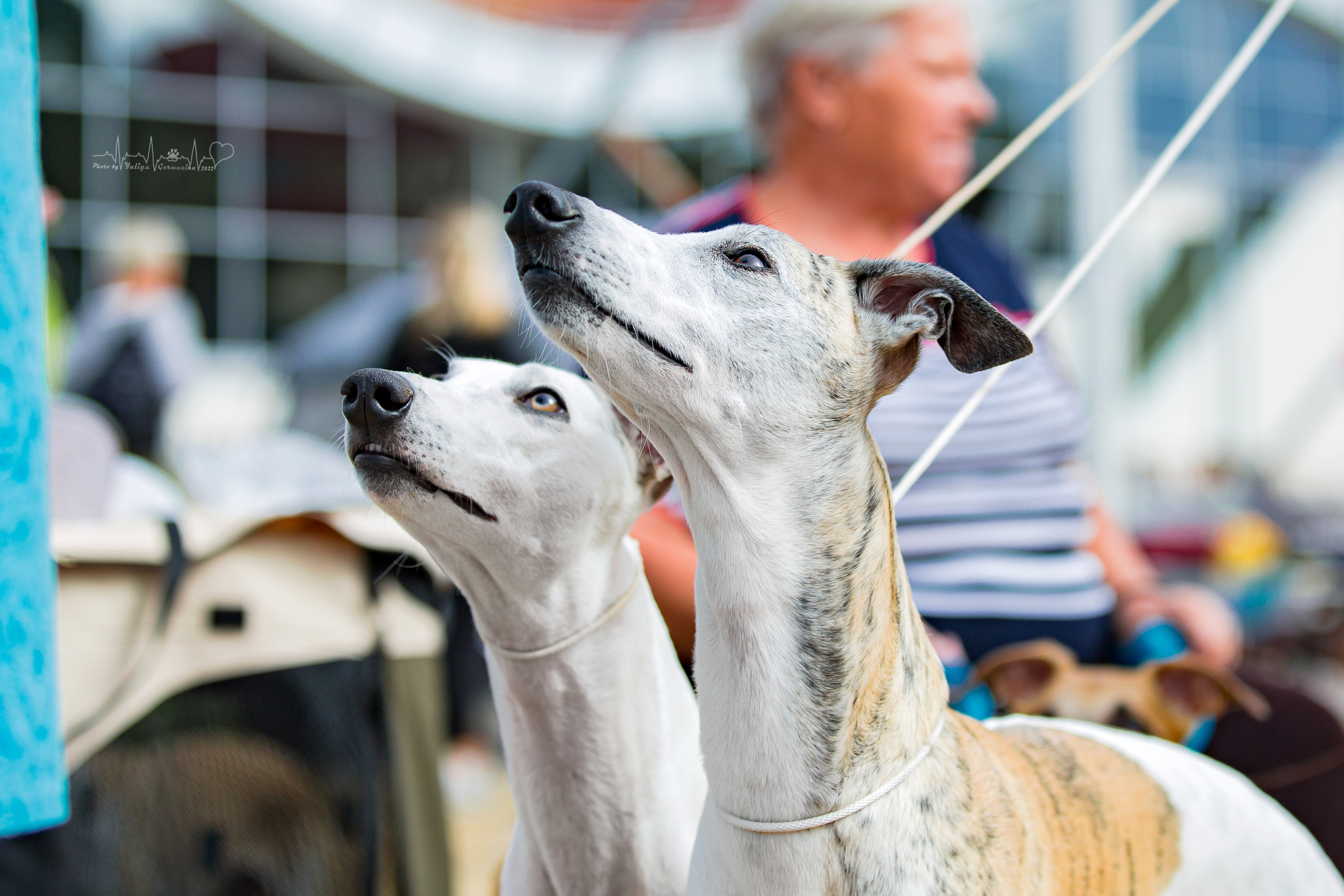 Минск 2хCACIB 3-4.09.2022. Фотограф-анималист Юлия Германика