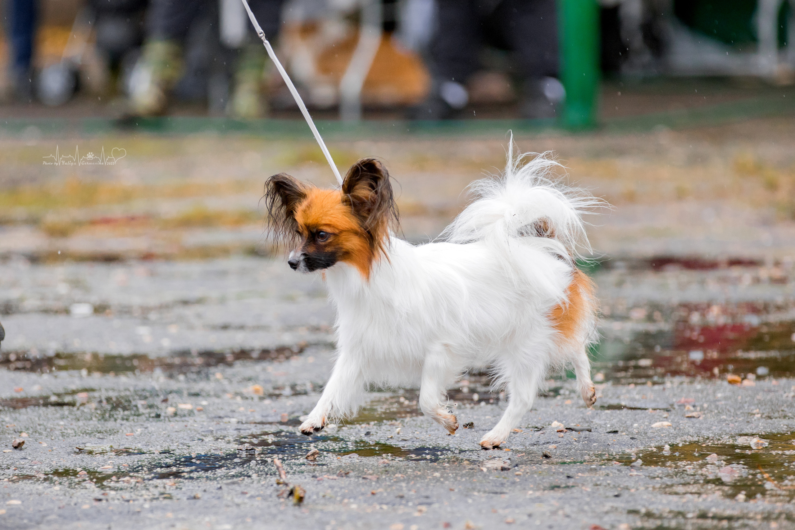 Александров 24.09.2022. Фотограф-анималист Юлия Германика