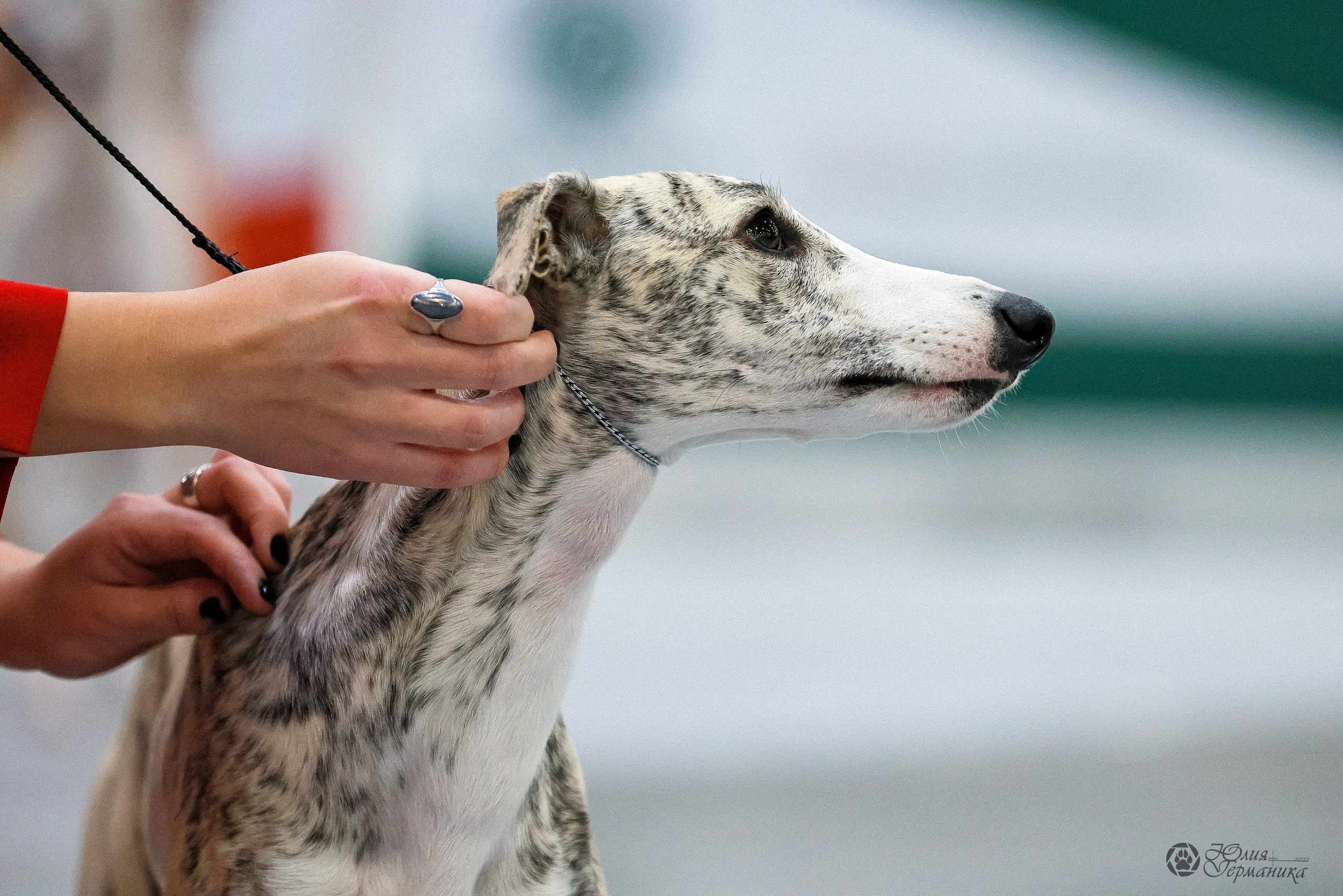 Россия 2020-2022 26-27.11.2022. Фотограф-анималист Юлия Германика