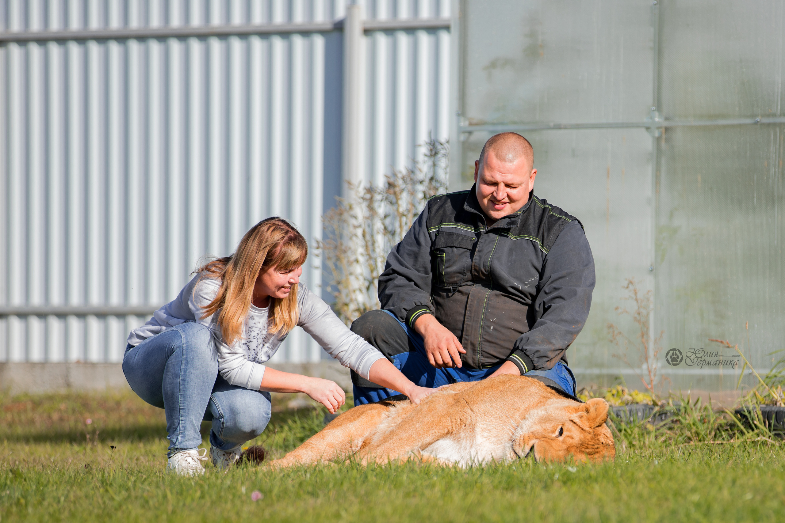 Герда(львица). Фотограф-анималист Юлия Германика