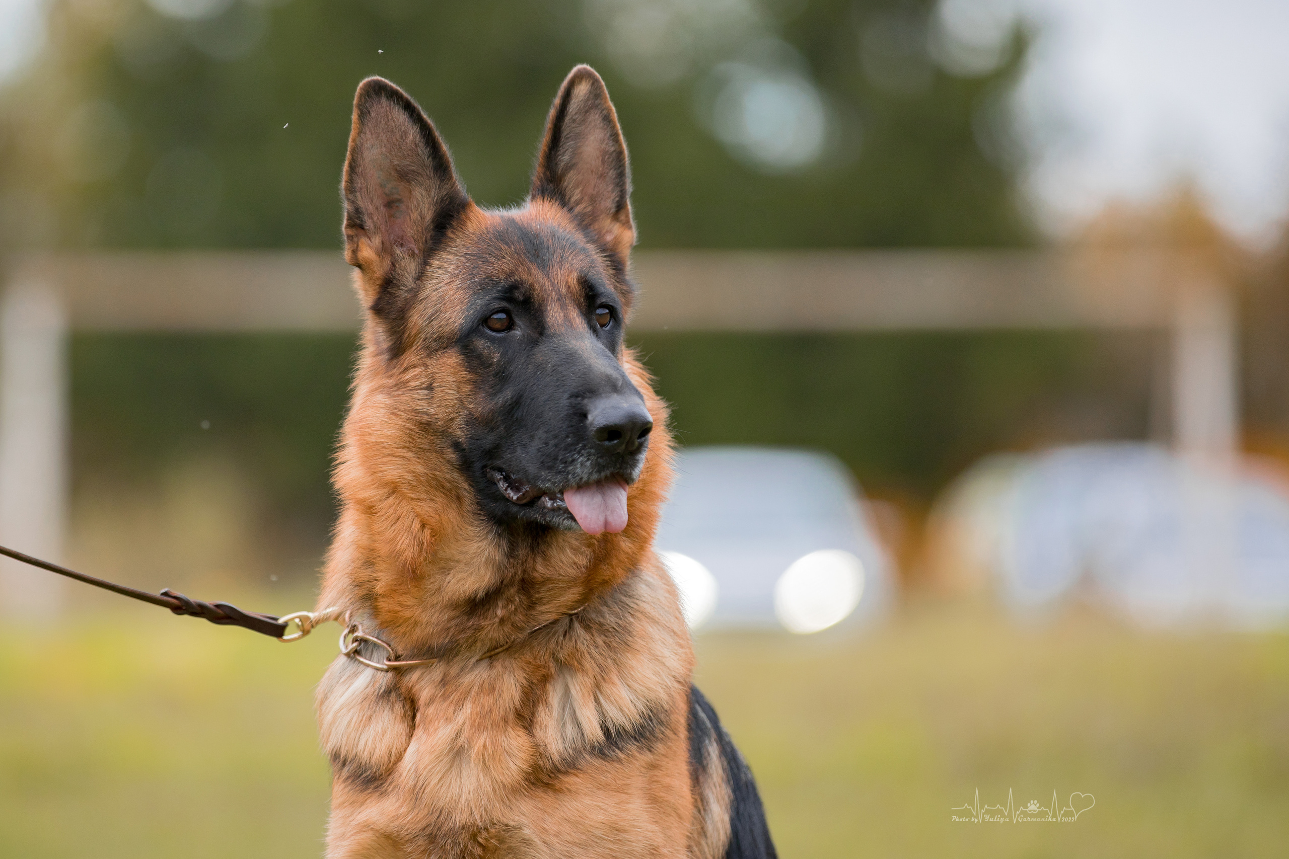 Тверь ЧРКФ 18.09.2022. Фотограф-анималист Юлия Германика