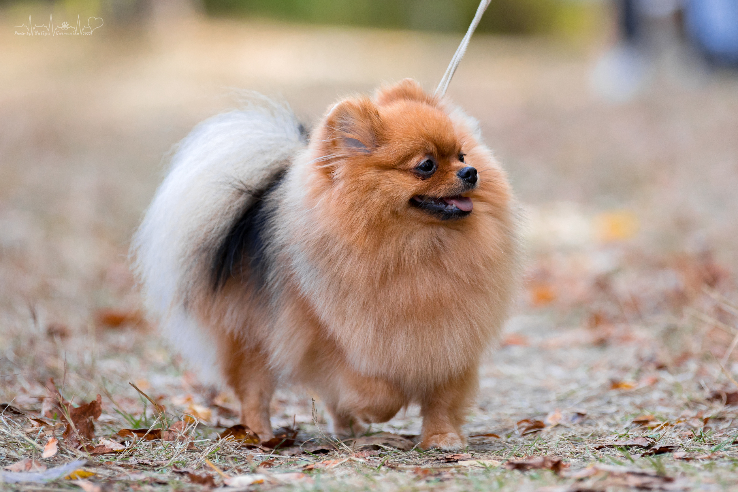 Пушкино ЧРКФ 17.09.2022. Фотограф-анималист Юлия Германика