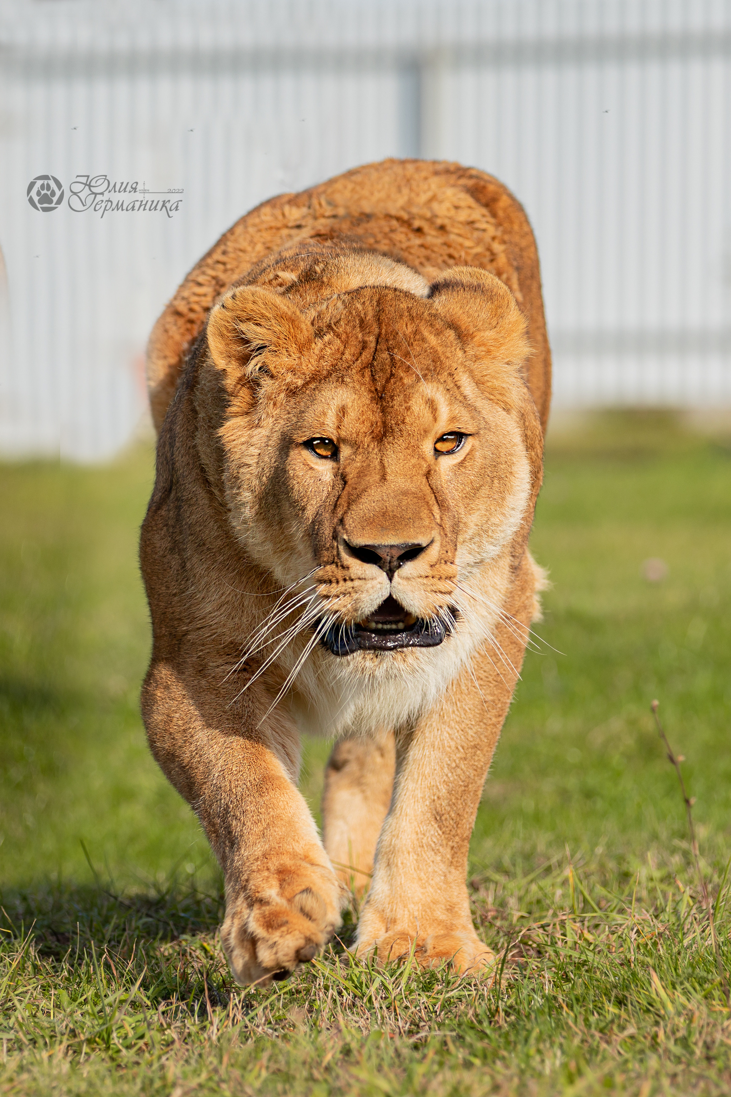 Герда(львица). Фотограф-анималист Юлия Германика