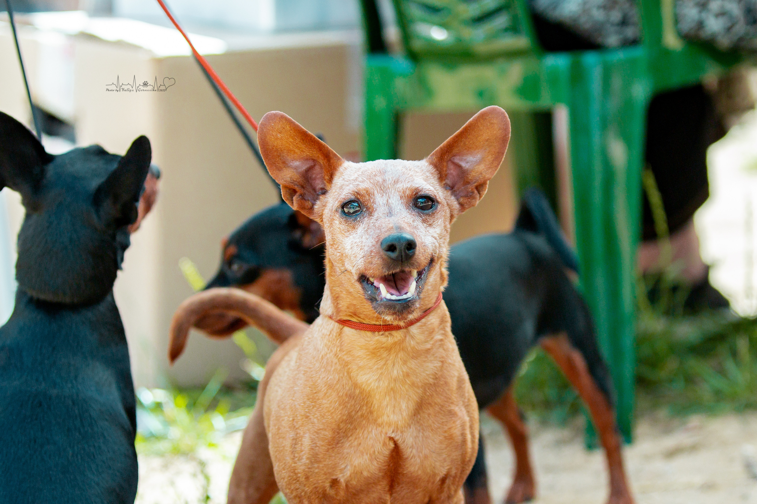 Ховрино 31.07,Чайна-Таун 6.08,Тверь 7.08. Фотограф-анималист Юлия Германика