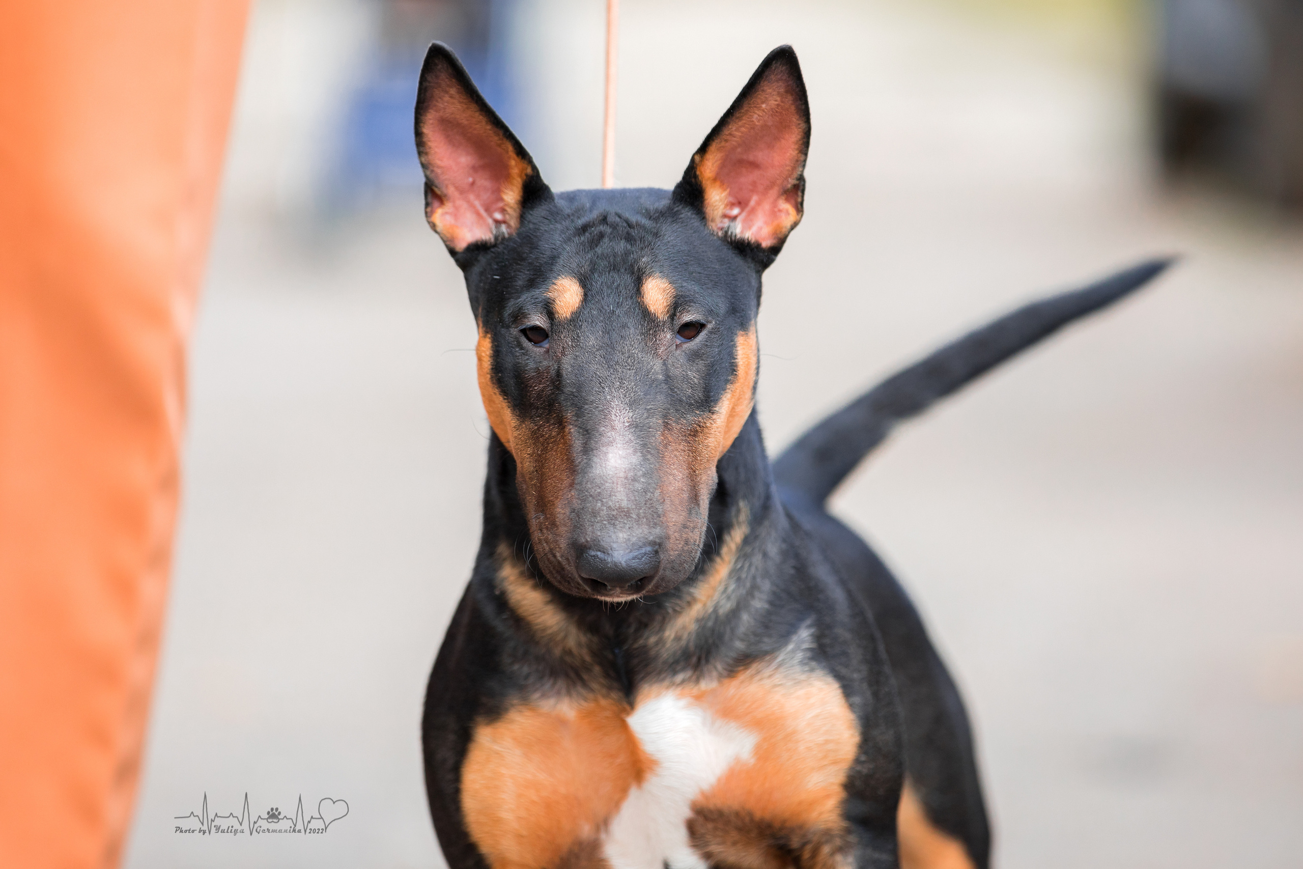 Тверь ЧРКФ 18.09.2022. Фотограф-анималист Юлия Германика