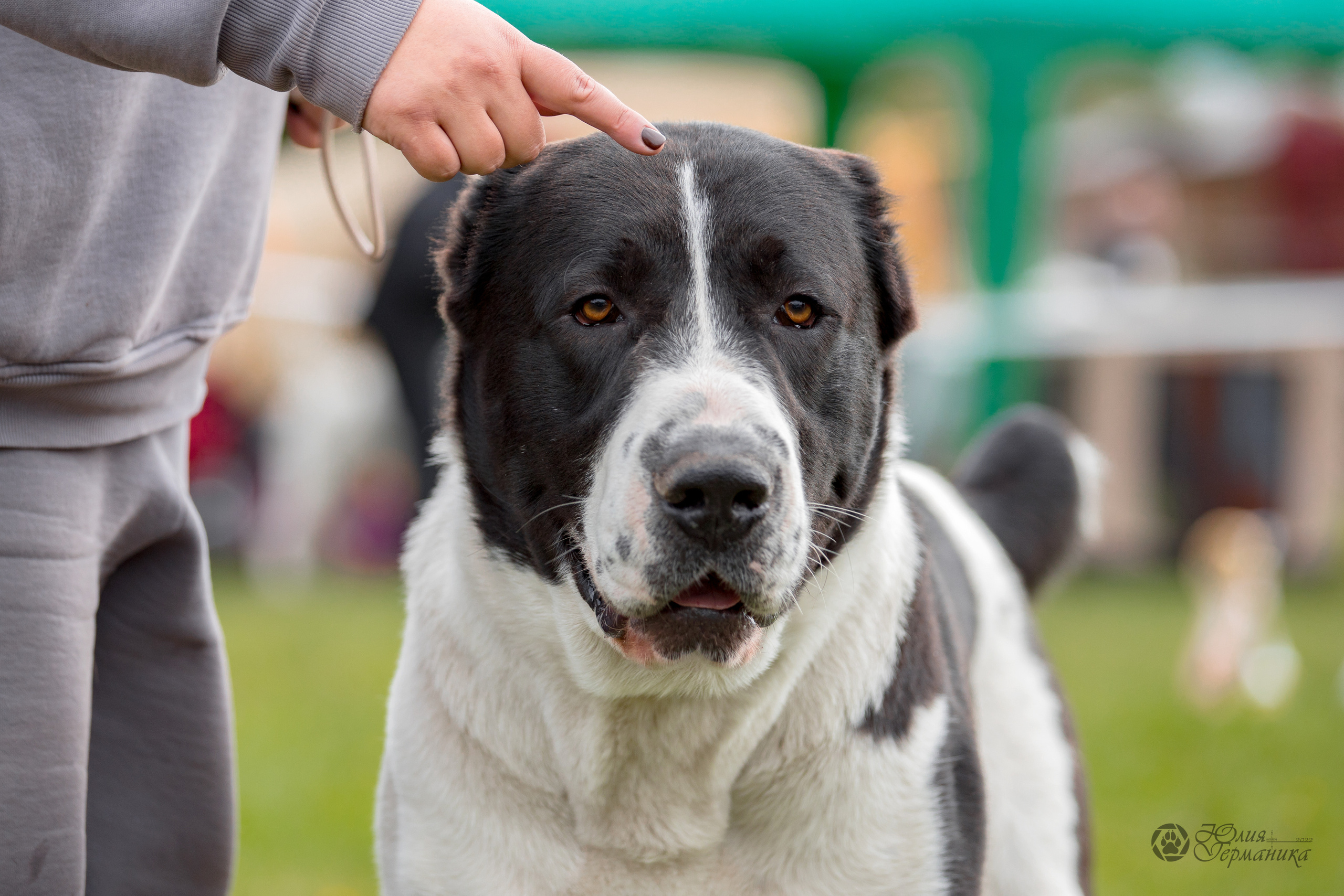 Александрова Слобода моно сао 2.10.2022. Фотограф-анималист Юлия Германика