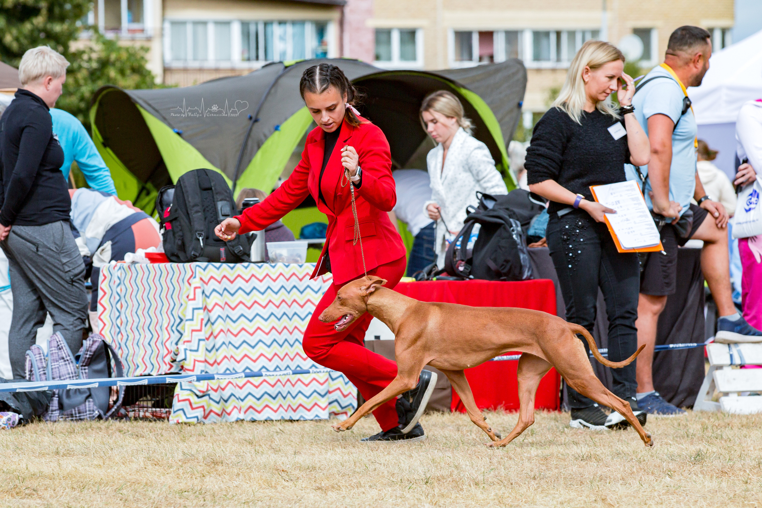 Минск 2хCACIB 3-4.09.2022. Фотограф-анималист Юлия Германика