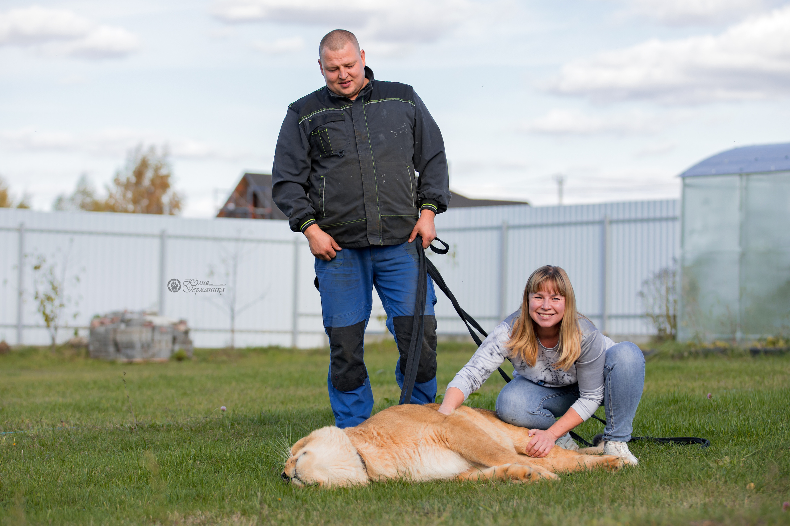 Герда(львица). Фотограф-анималист Юлия Германика
