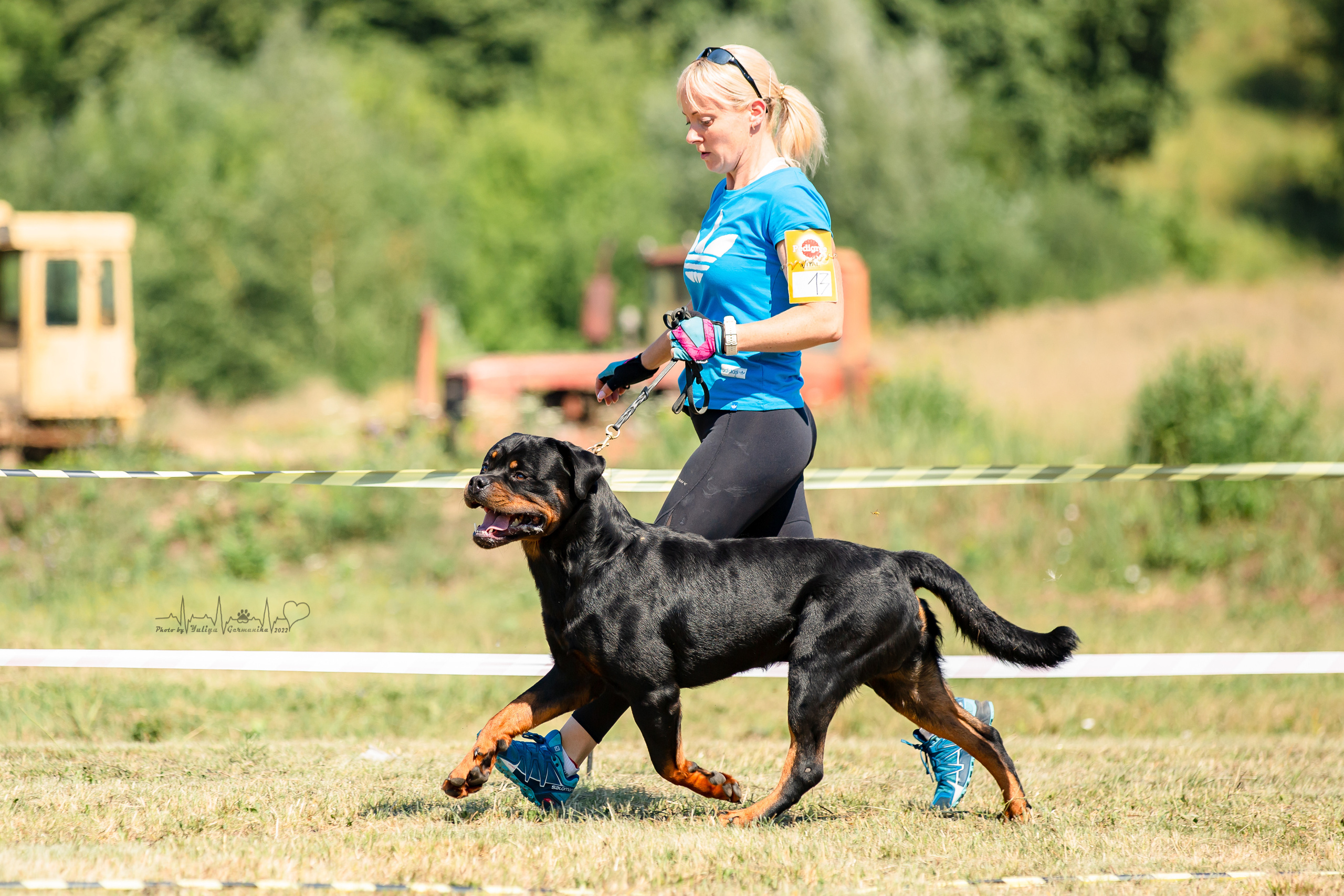 Рязань моно ротвейлеров 13.08.2022. Фотограф-анималист Юлия Германика