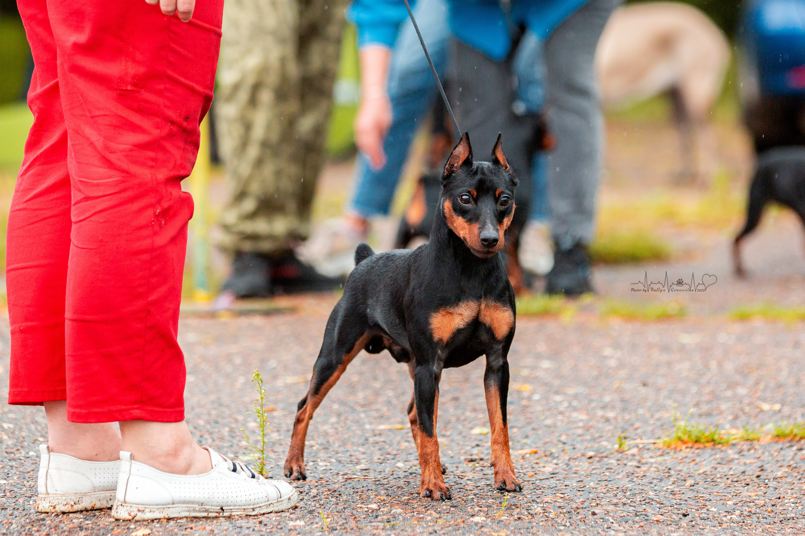 Ховрино 31.07,Чайна-Таун 6.08,Тверь 7.08. Фотограф-анималист Юлия Германика