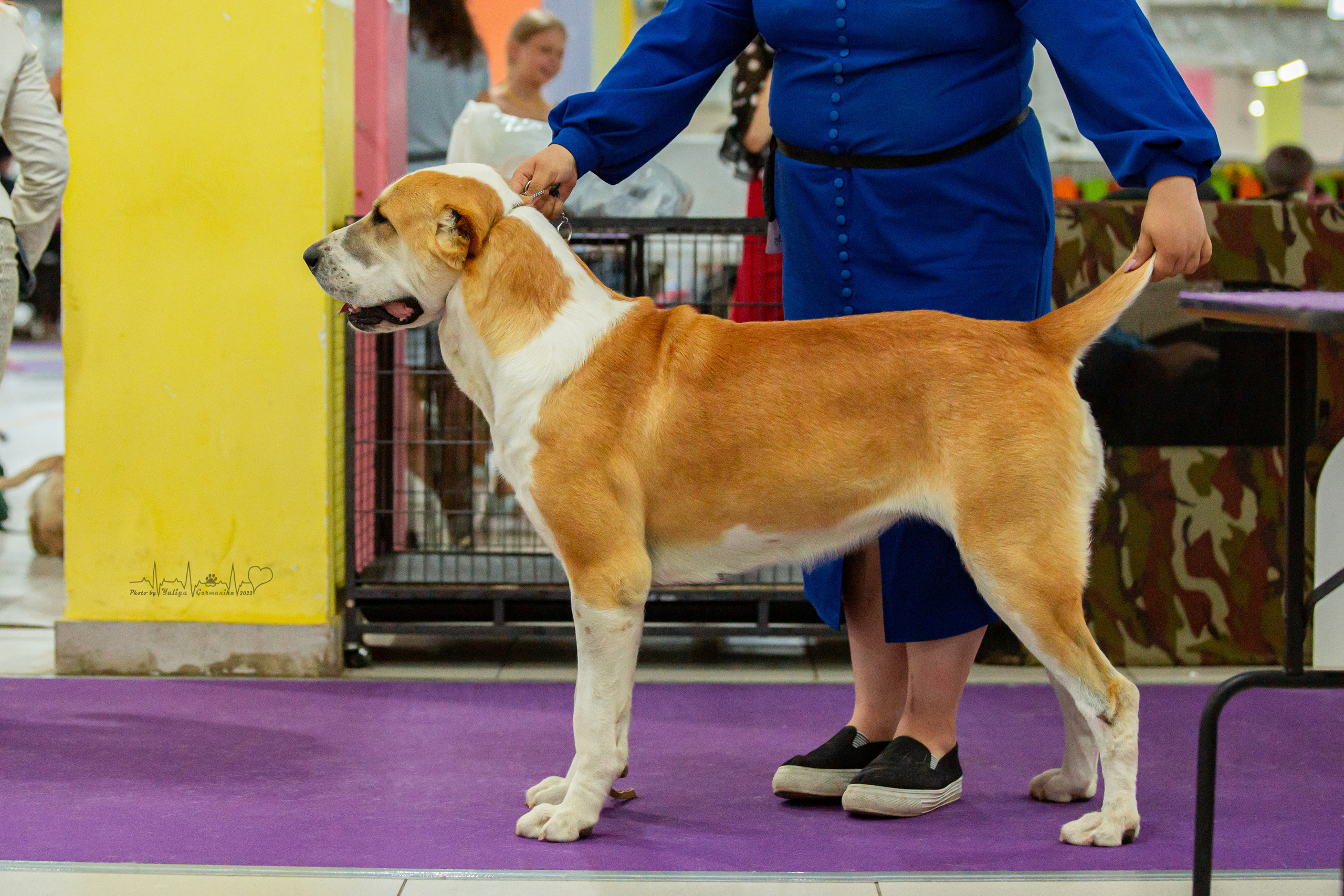 Ховрино 31.07,Чайна-Таун 6.08,Тверь 7.08. Фотограф-анималист Юлия Германика