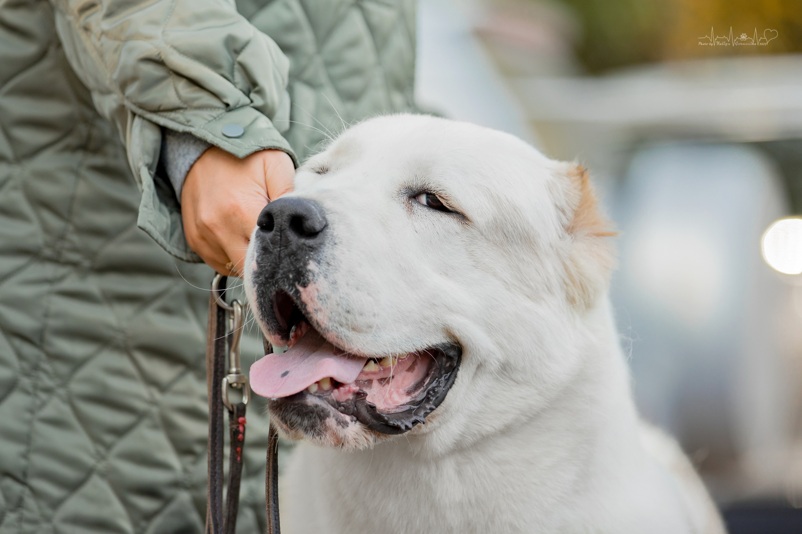 Тверь ЧРКФ 18.09.2022. Фотограф-анималист Юлия Германика