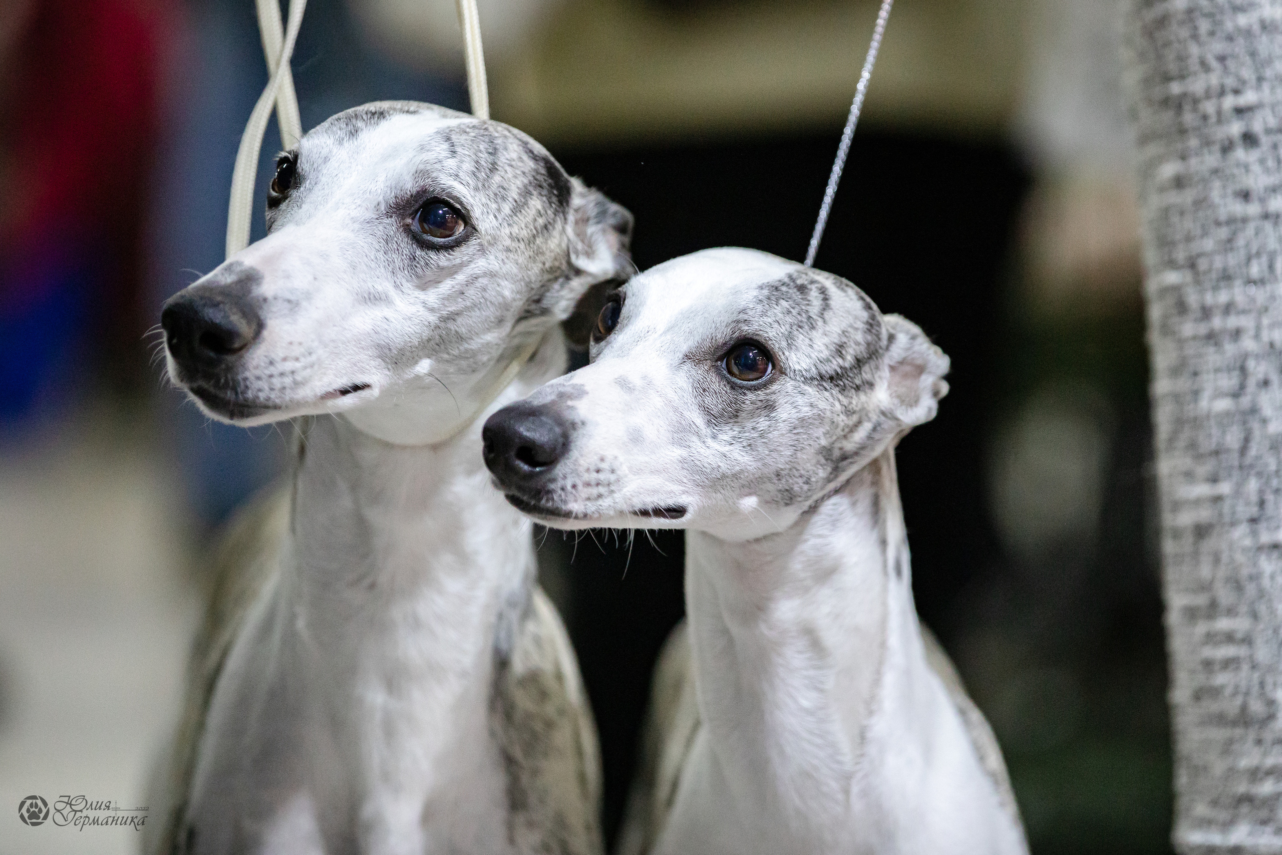 Чайна-Таун 29-30.10.2022. Фотограф-анималист Юлия Германика