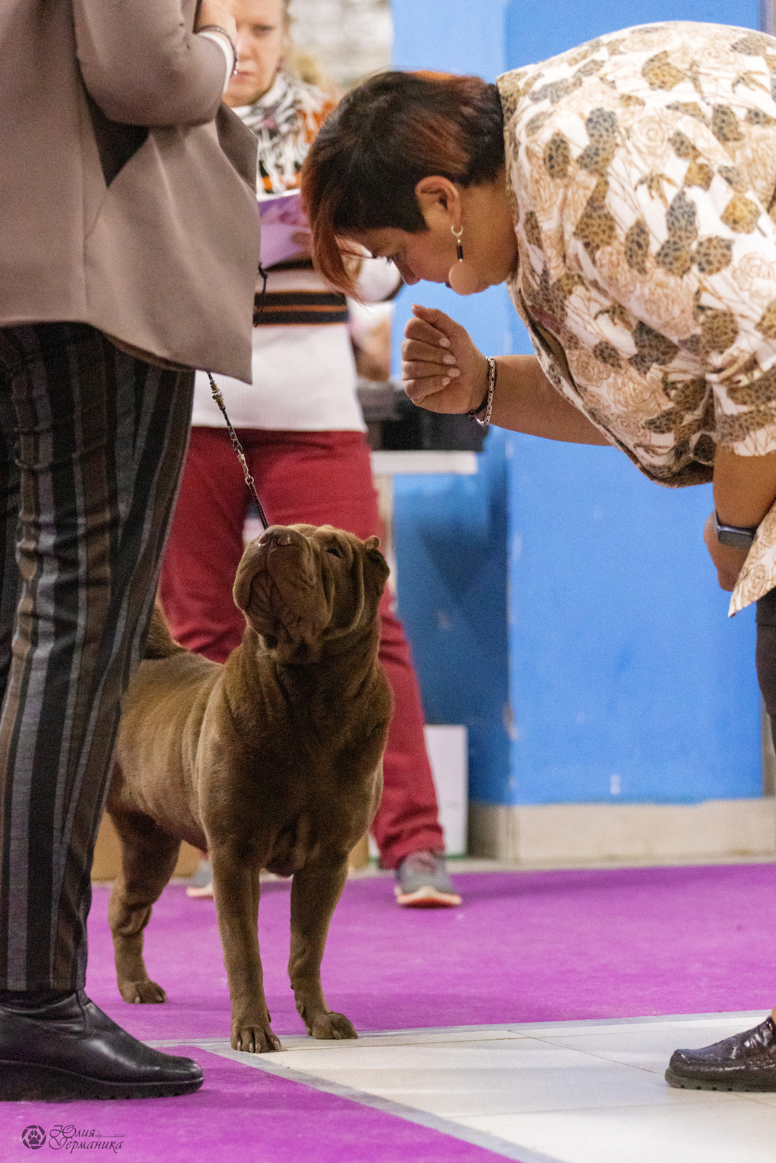 Чайна-Таун 3 и 12.11.2022. Фотограф-анималист Юлия Германика