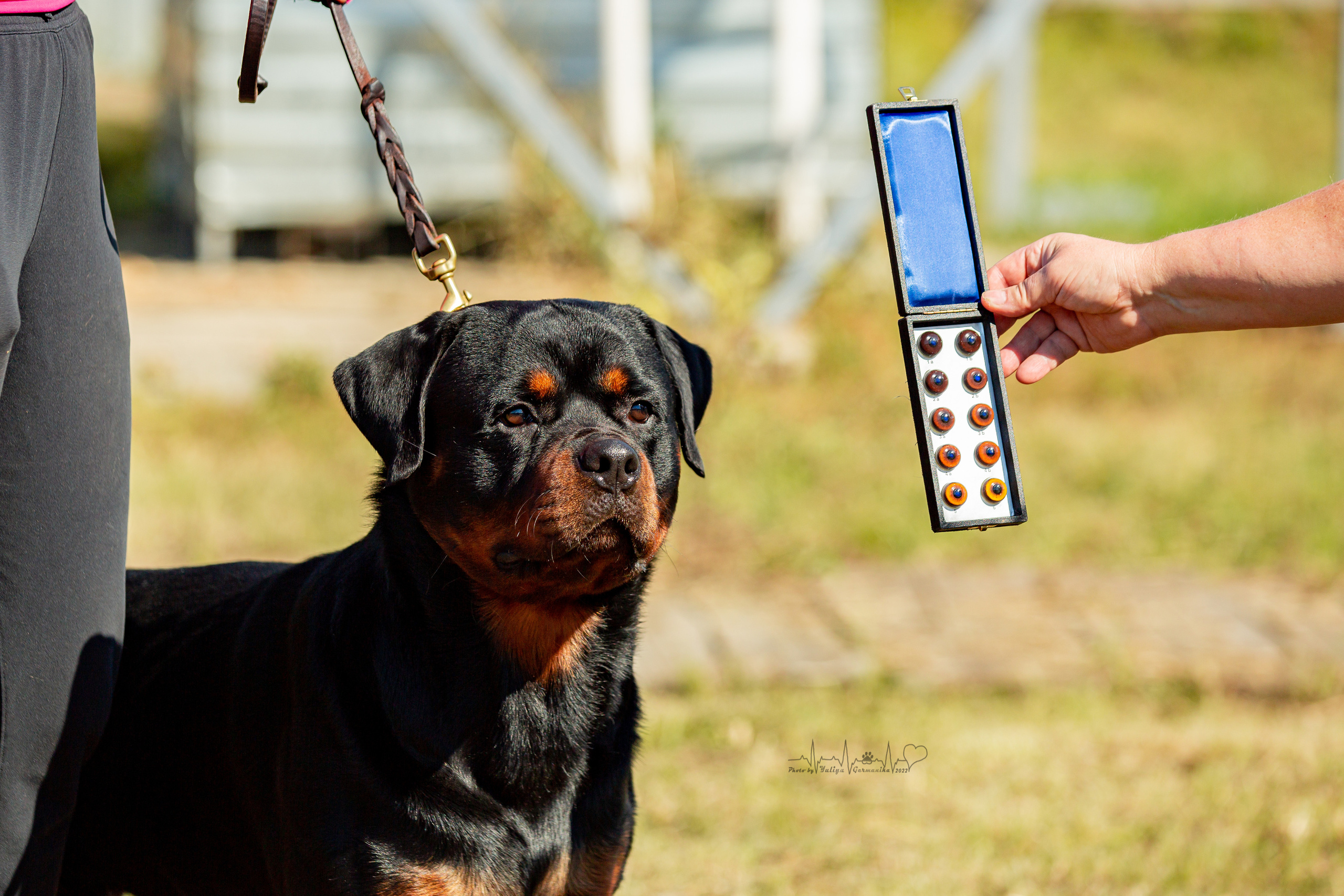 Рязань моно ротвейлеров 13.08.2022. Фотограф-анималист Юлия Германика