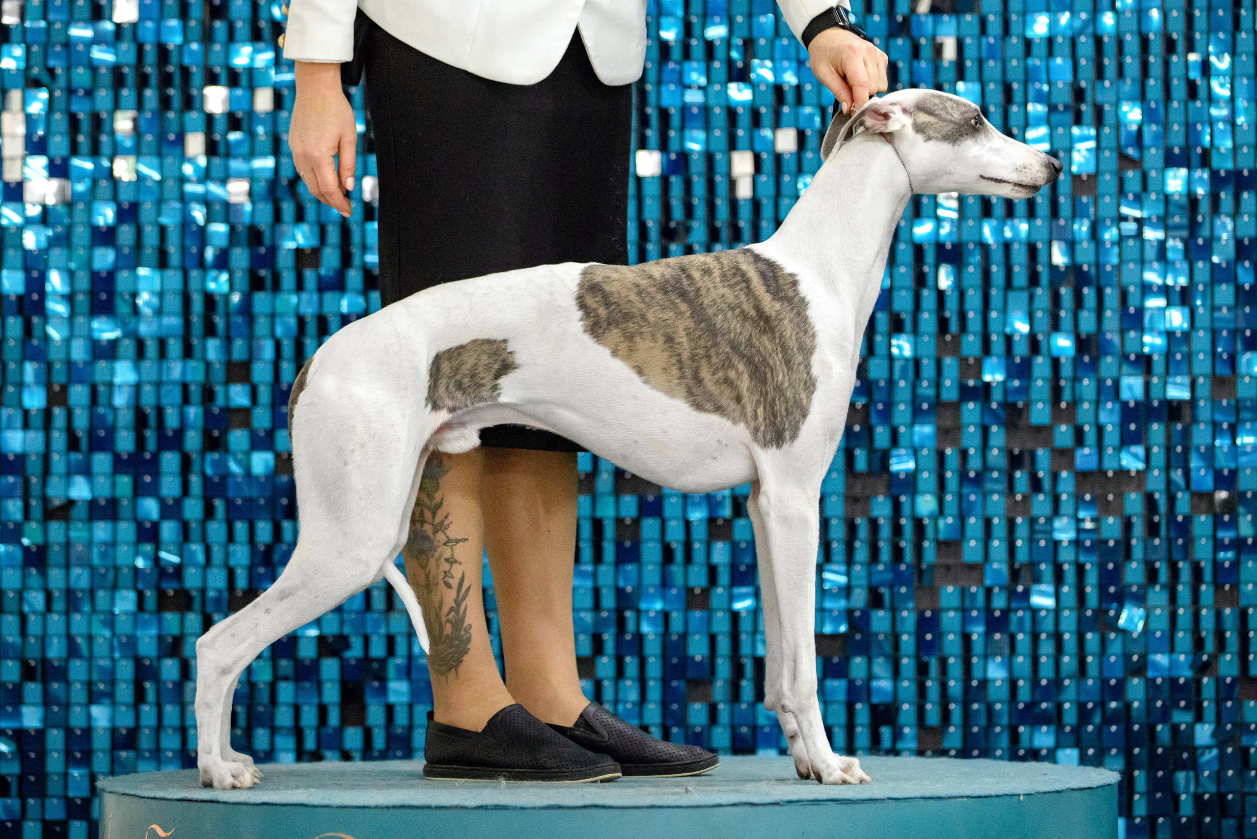 Чайна-Таун 3 и 12.11.2022. Фотограф-анималист Юлия Германика