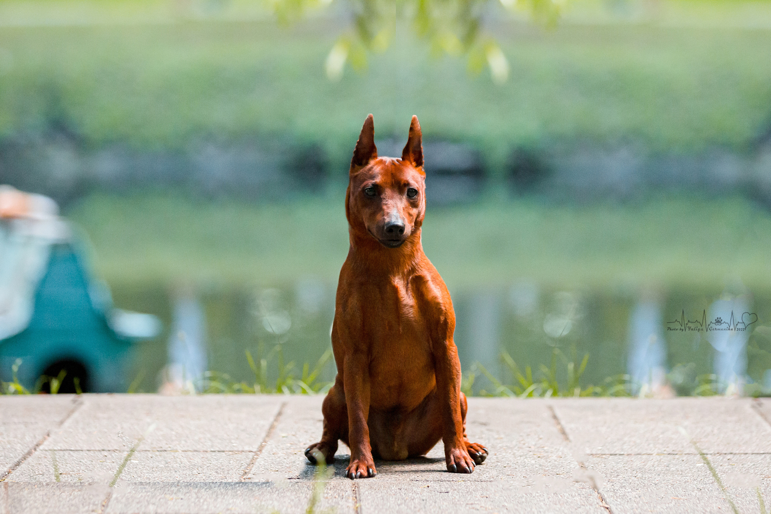 Ховрино 31.07,Чайна-Таун 6.08,Тверь 7.08. Фотограф-анималист Юлия Германика
