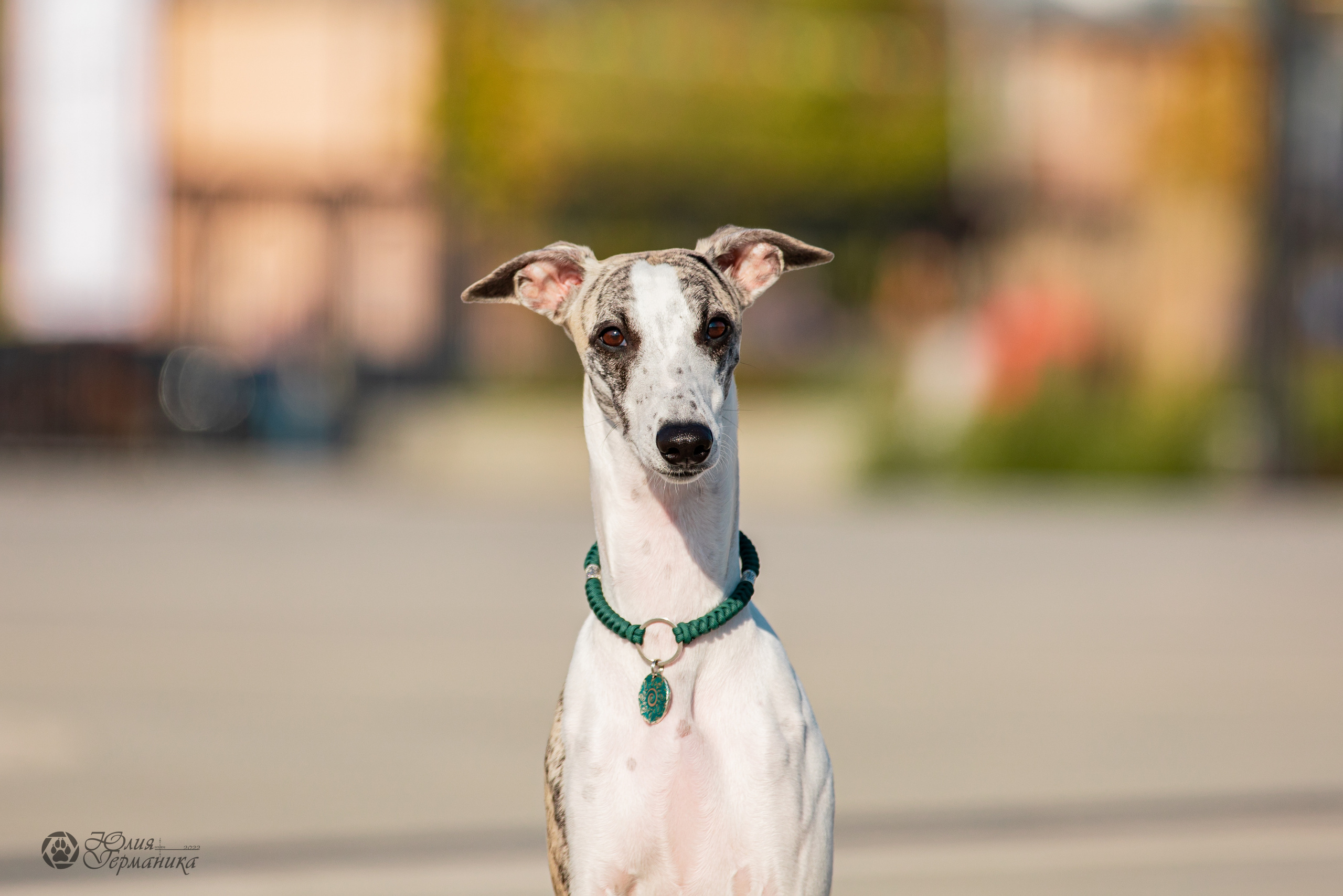 Нижний Новгород 15-16.10.2022. Фотограф-анималист Юлия Германика