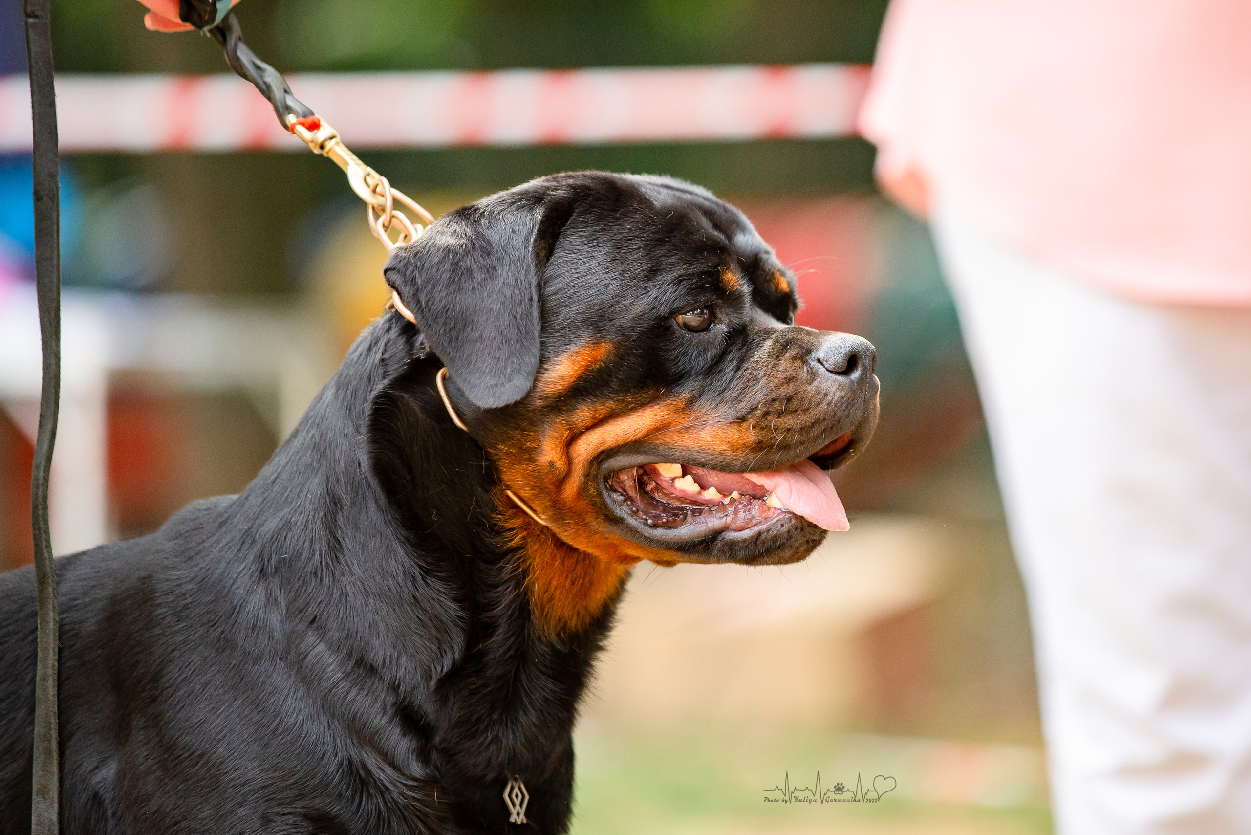 Ховрино фестиваль монопородок 14.08.2022. Фотограф-анималист Юлия Германика