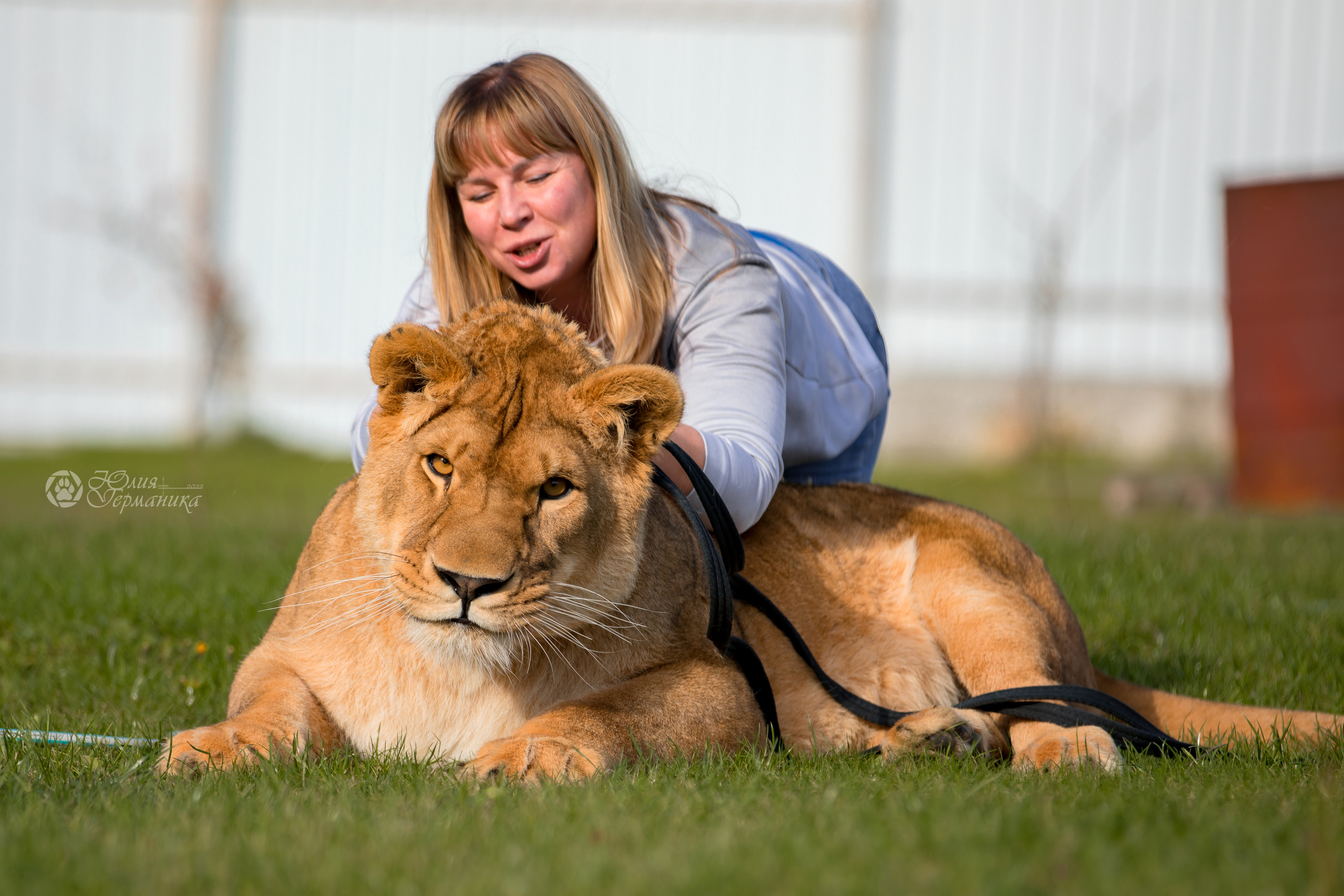 Герда(львица). Фотограф-анималист Юлия Германика