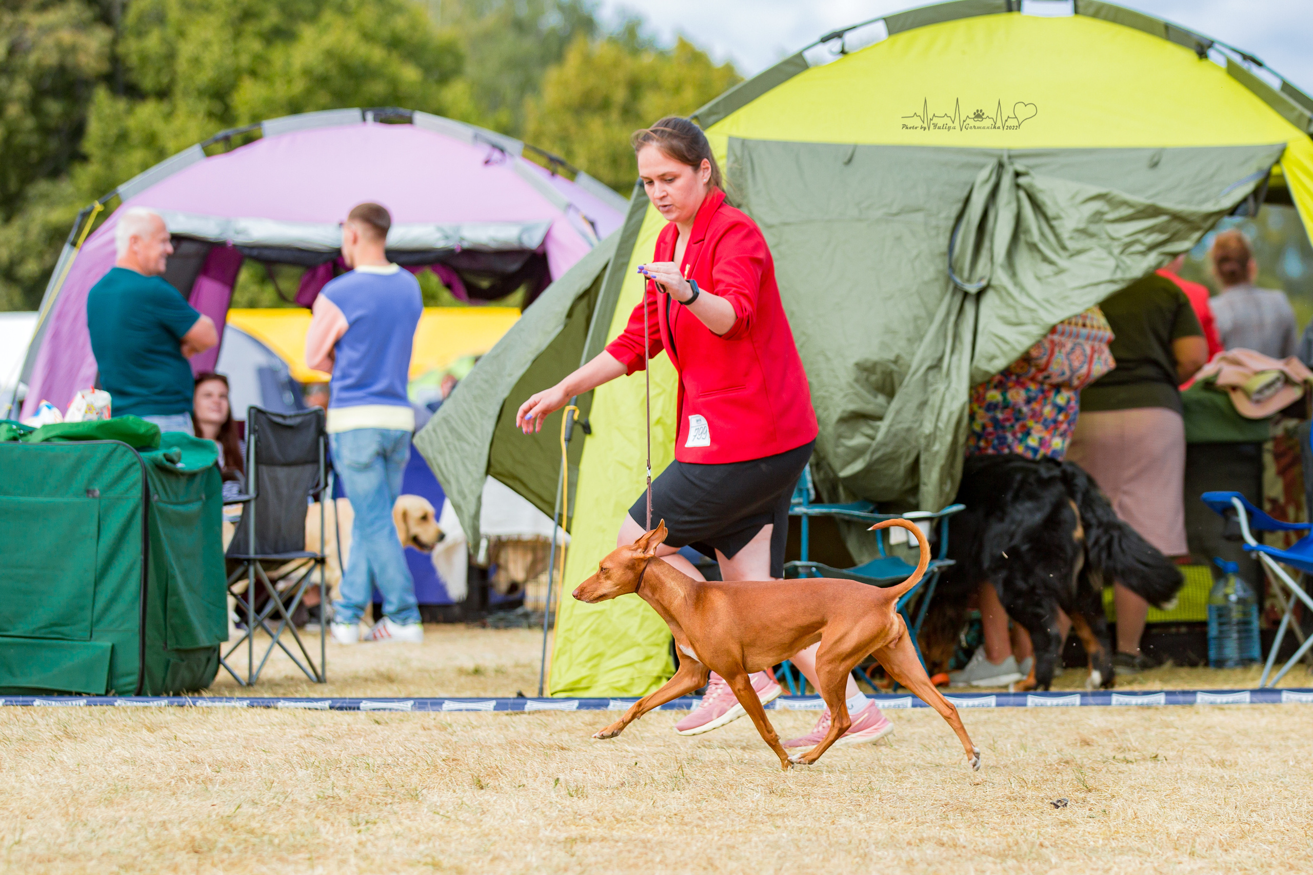 Минск 2хCACIB 3-4.09.2022. Фотограф-анималист Юлия Германика