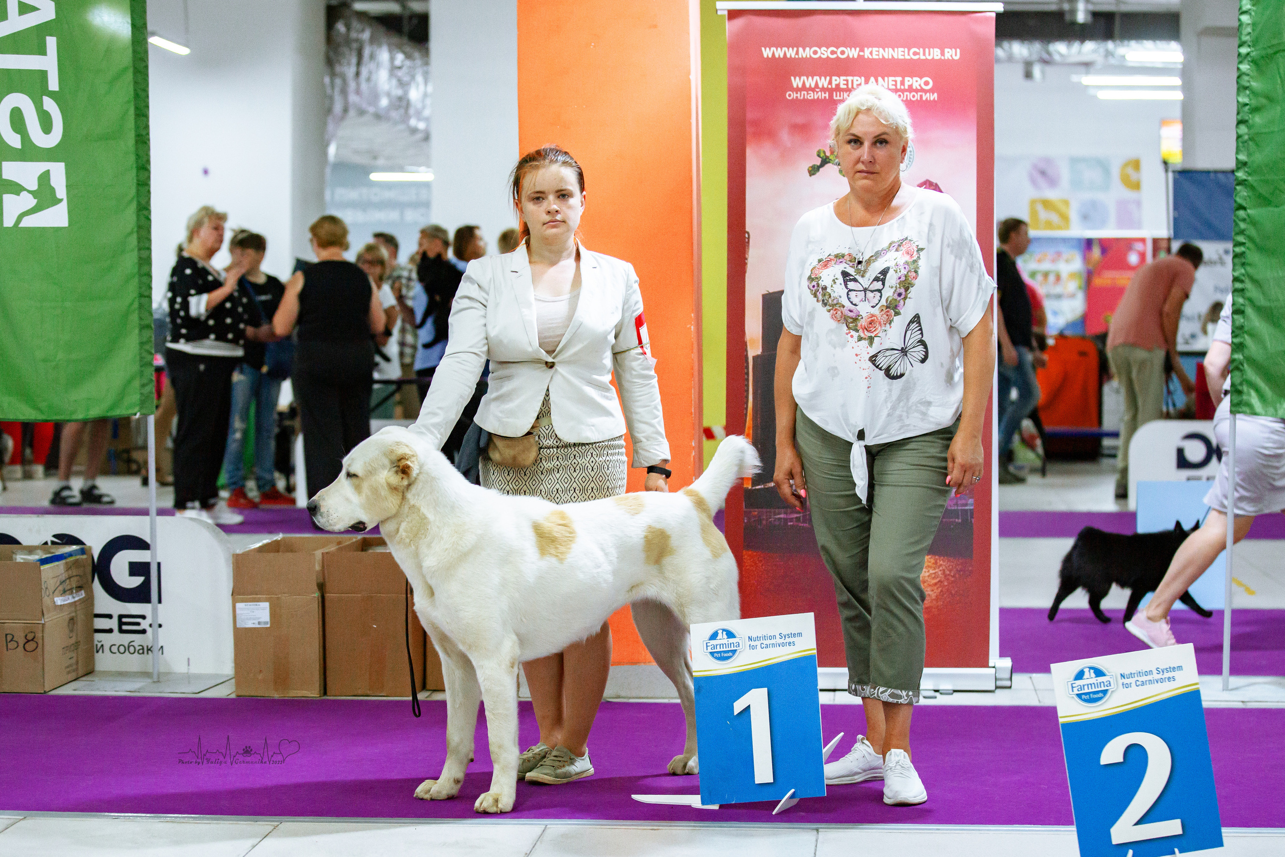 Ховрино 31.07,Чайна-Таун 6.08,Тверь 7.08. Фотограф-анималист Юлия Германика