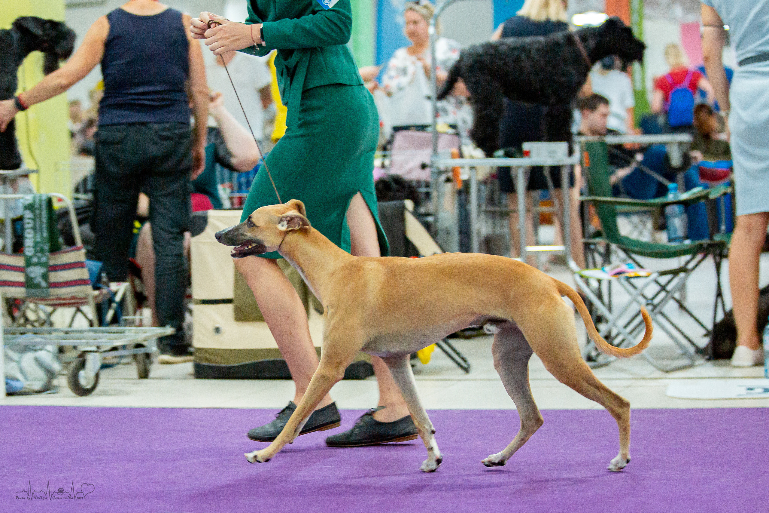 Ховрино 31.07,Чайна-Таун 6.08,Тверь 7.08. Фотограф-анималист Юлия Германика
