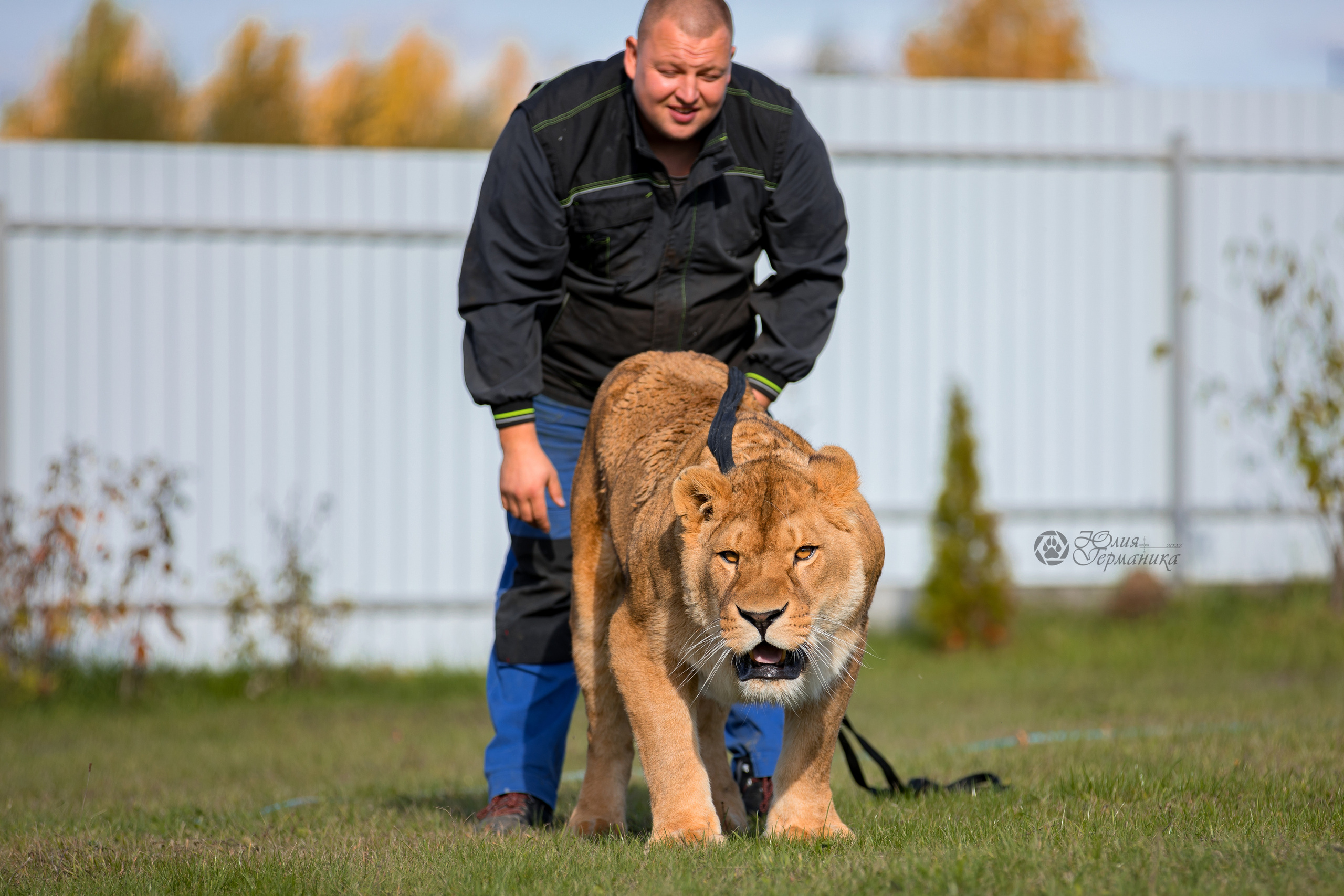 Герда(львица). Фотограф-анималист Юлия Германика