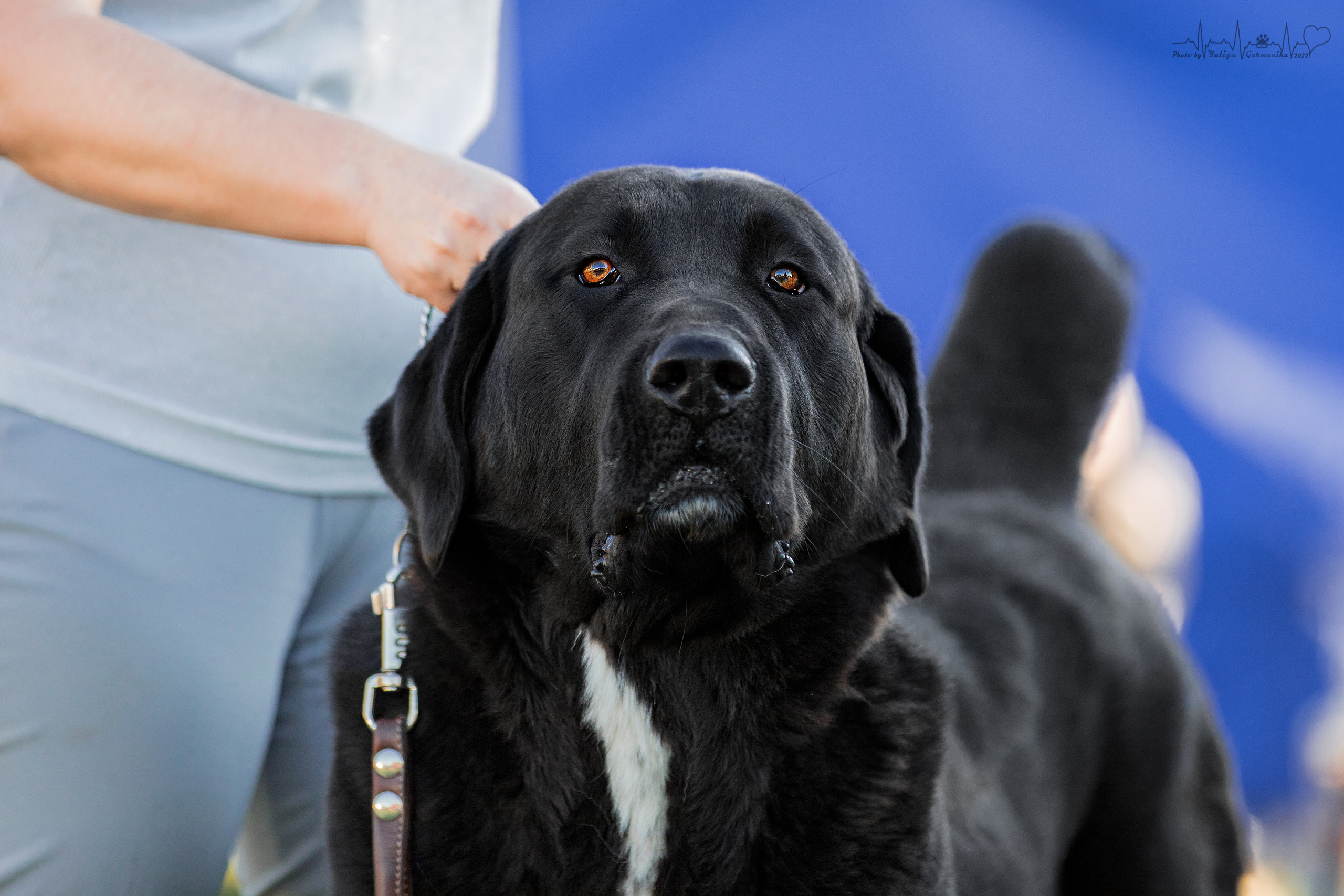 Александрова Слобода моно сао 2.10.2022. Фотограф-анималист Юлия Германика