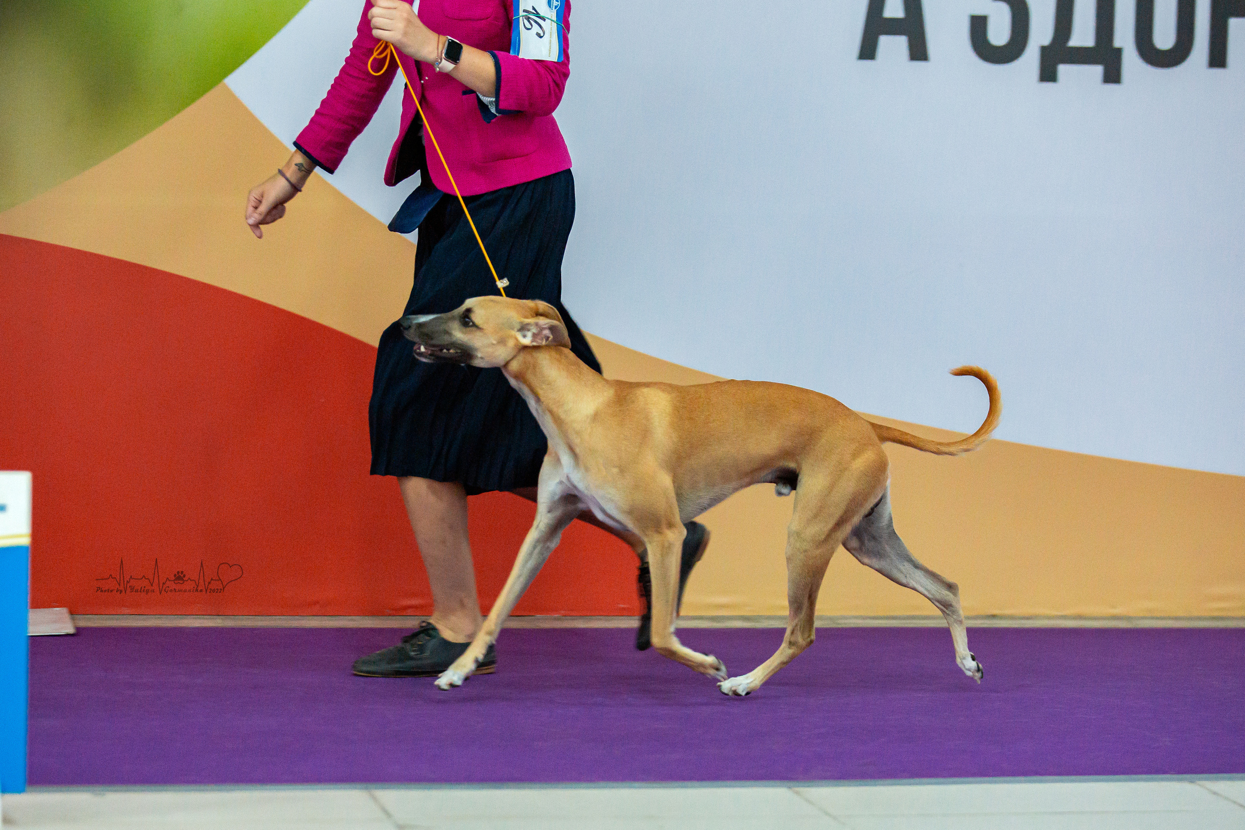 Ховрино 31.07,Чайна-Таун 6.08,Тверь 7.08. Фотограф-анималист Юлия Германика