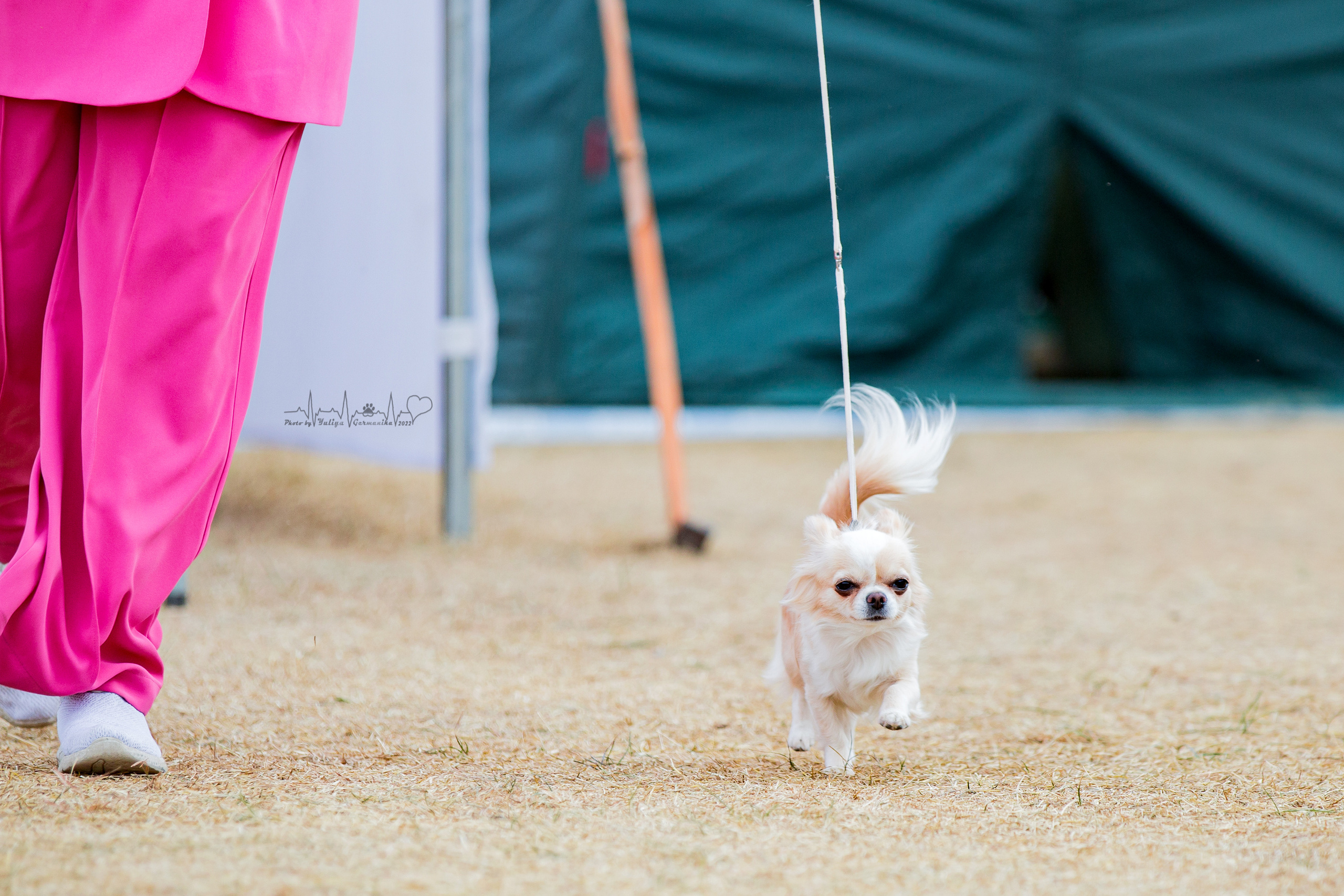 Минск 2хCACIB 3-4.09.2022. Фотограф-анималист Юлия Германика