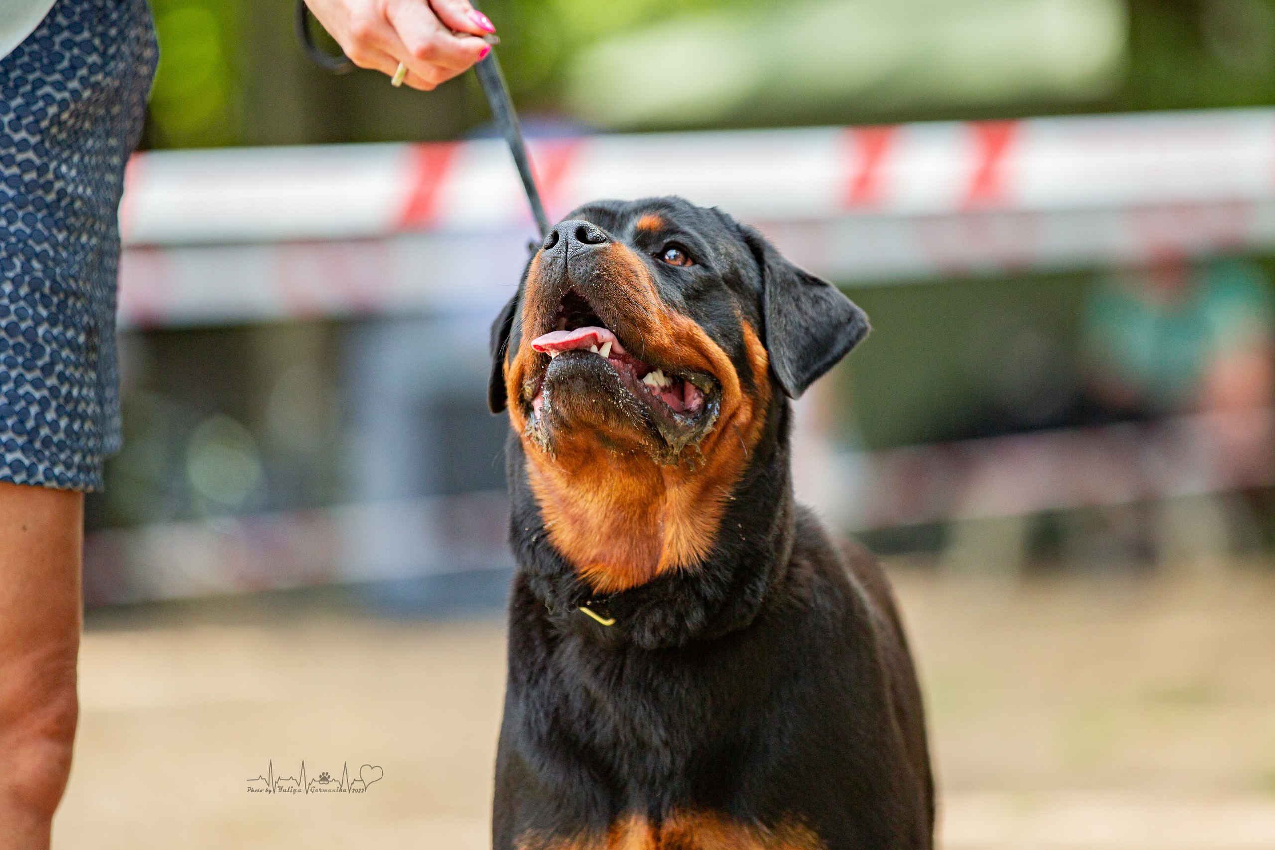 Ховрино фестиваль монопородок 14.08.2022. Фотограф-анималист Юлия Германика