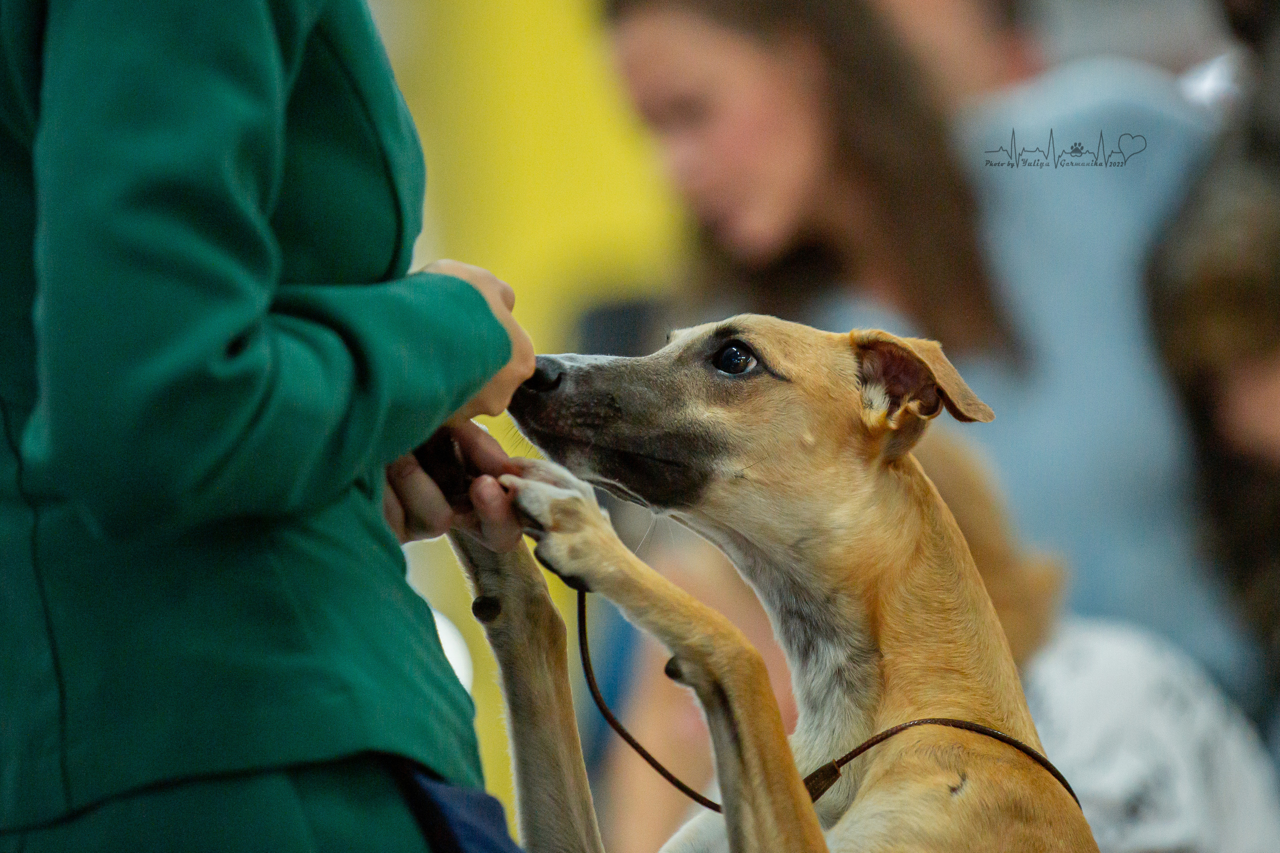 Ховрино 31.07,Чайна-Таун 6.08,Тверь 7.08. Фотограф-анималист Юлия Германика