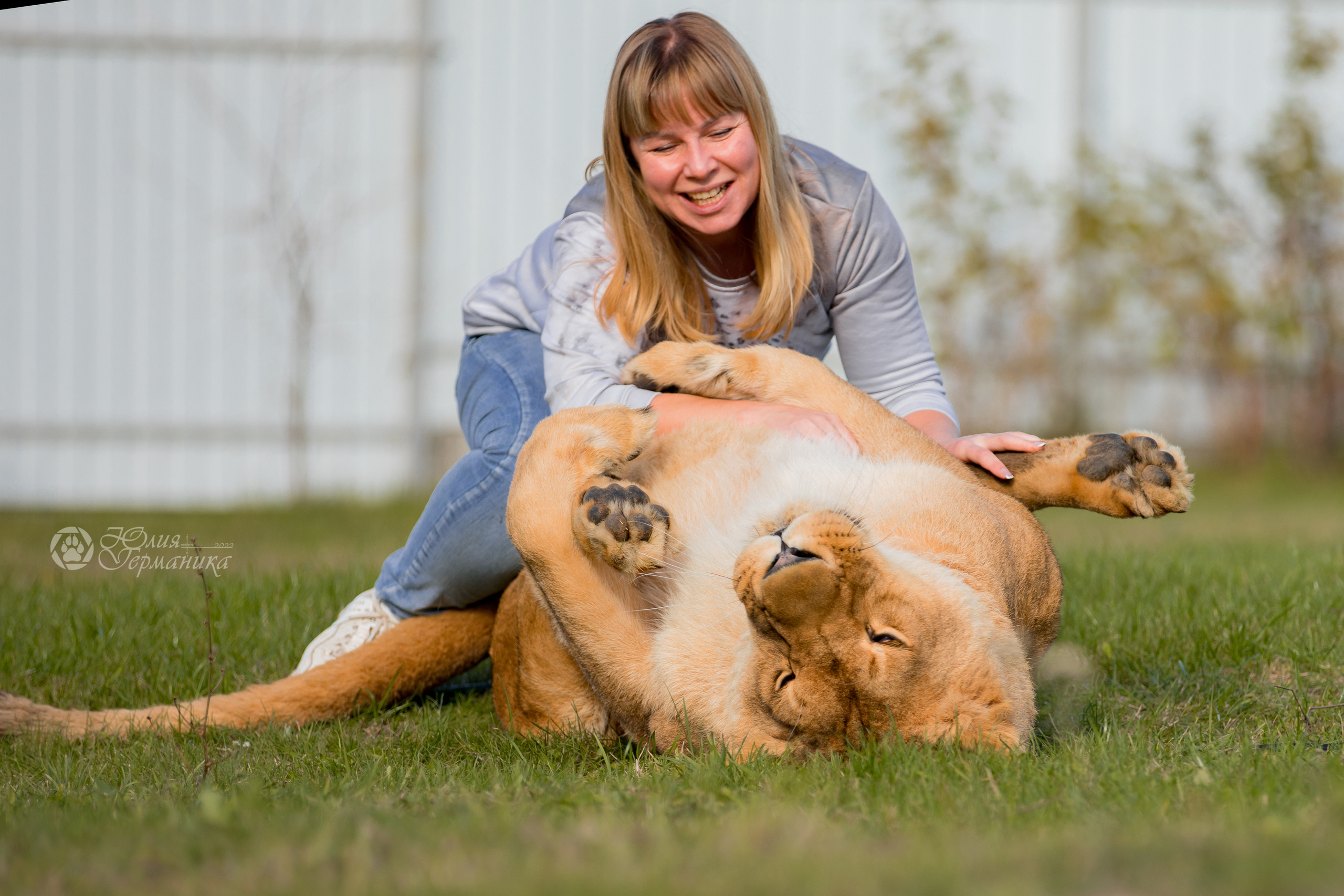 Герда(львица). Фотограф-анималист Юлия Германика