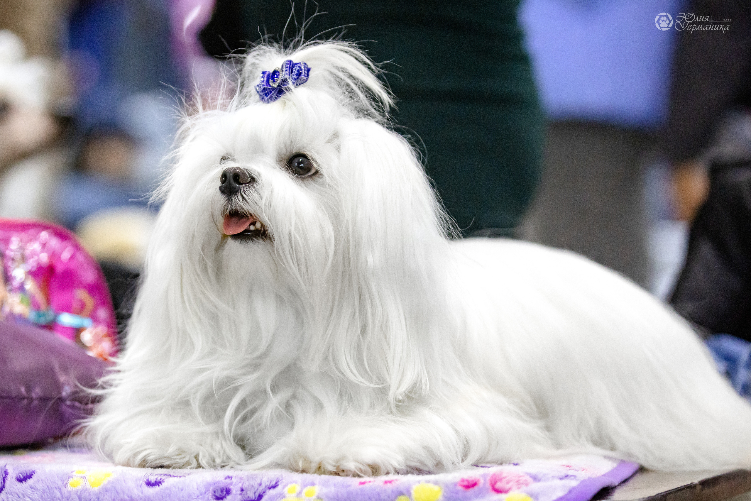 Чайна-Таун 3 и 12.11.2022. Фотограф-анималист Юлия Германика