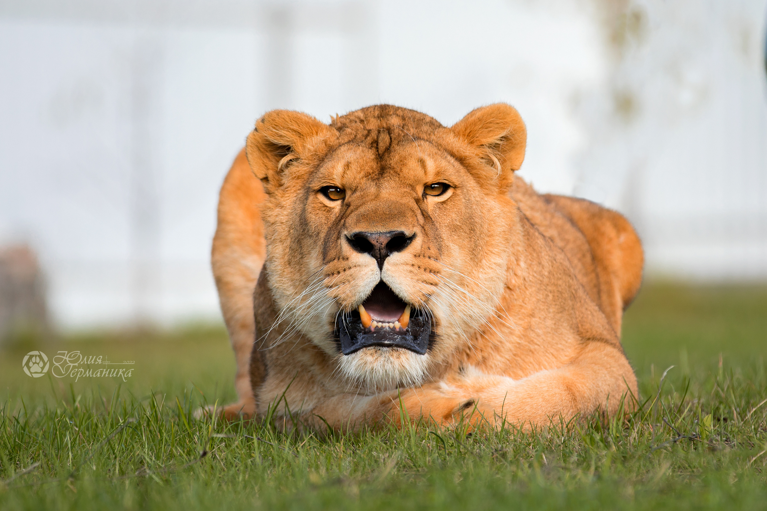 Герда(львица). Фотограф-анималист Юлия Германика
