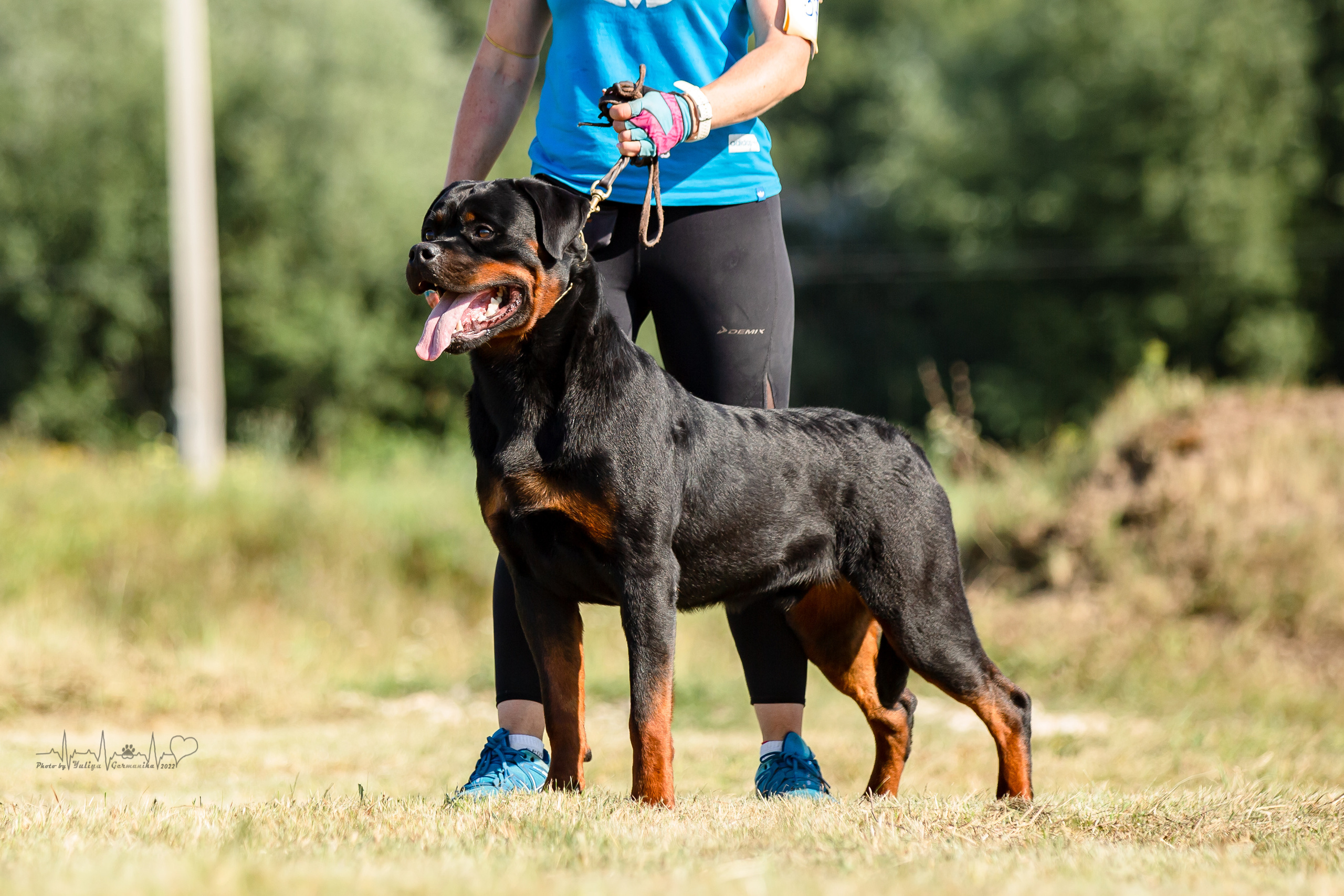 Рязань моно ротвейлеров 13.08.2022. Фотограф-анималист Юлия Германика