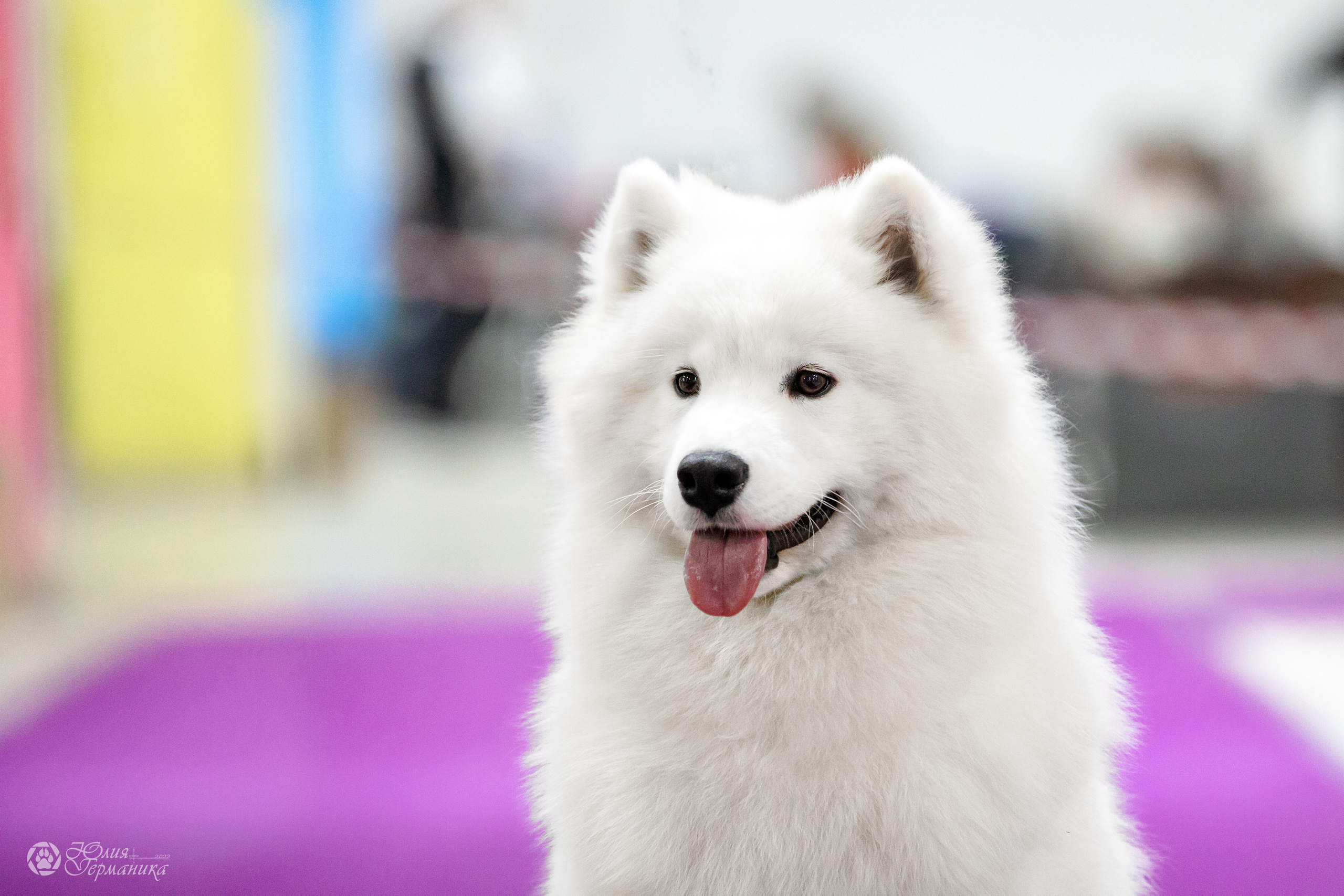 Чайна-Таун 29-30.10.2022. Фотограф-анималист Юлия Германика