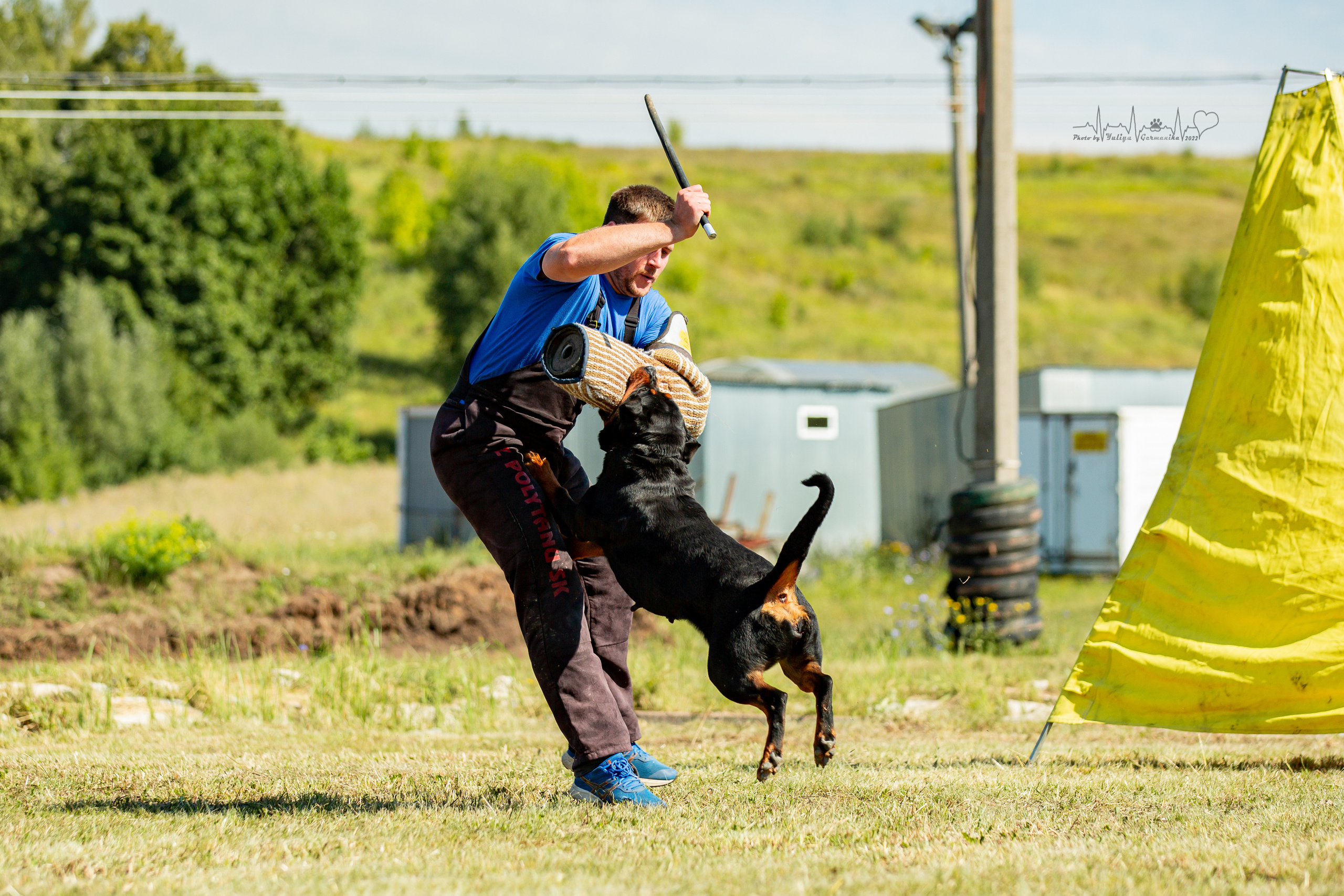 Рязань моно ротвейлеров 13.08.2022. Фотограф-анималист Юлия Германика