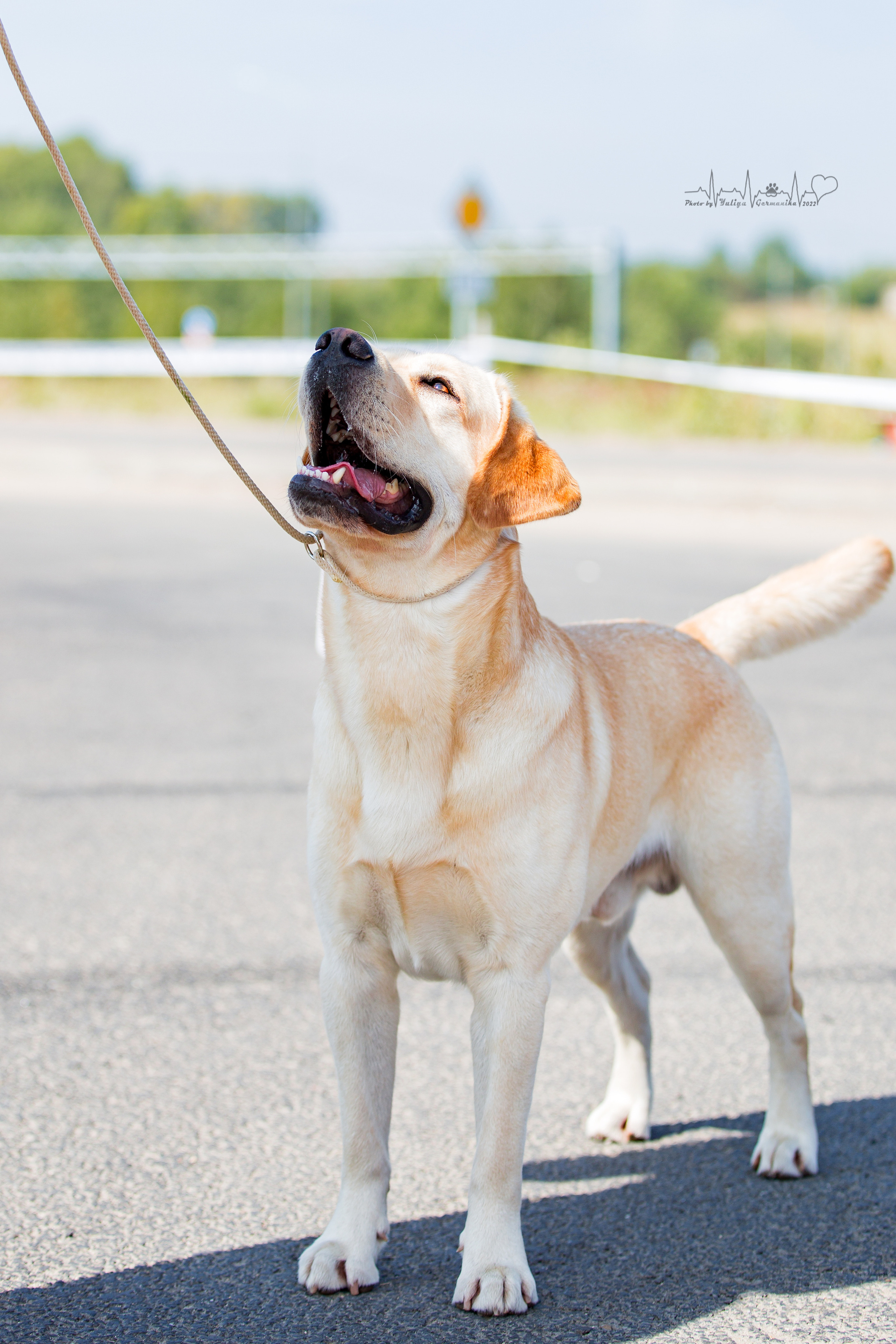 Сокольники 21.08,Сергиев Посад 27-28.08 2022. Фотограф-анималист Юлия Германика