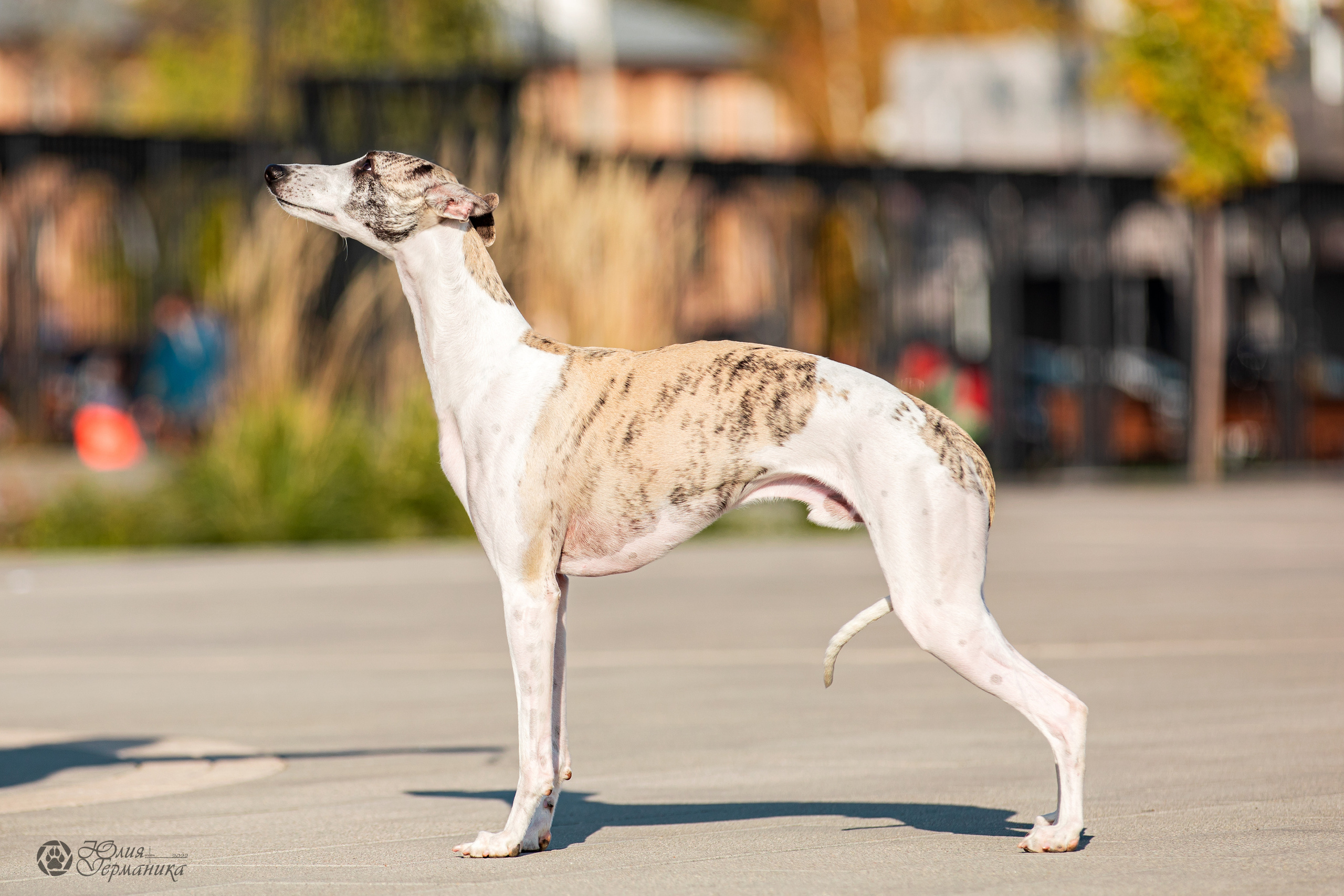 Нижний Новгород 15-16.10.2022. Фотограф-анималист Юлия Германика