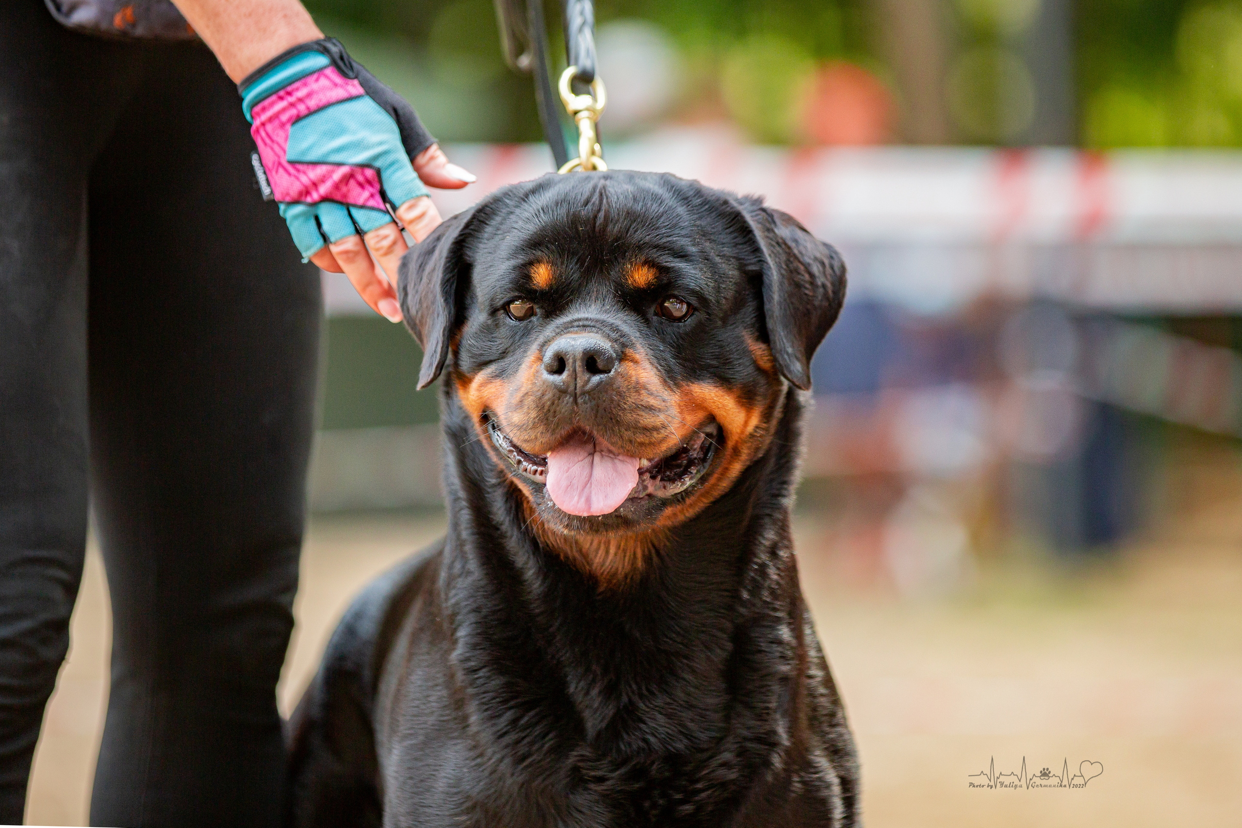 Ховрино фестиваль монопородок 14.08.2022. Фотограф-анималист Юлия Германика