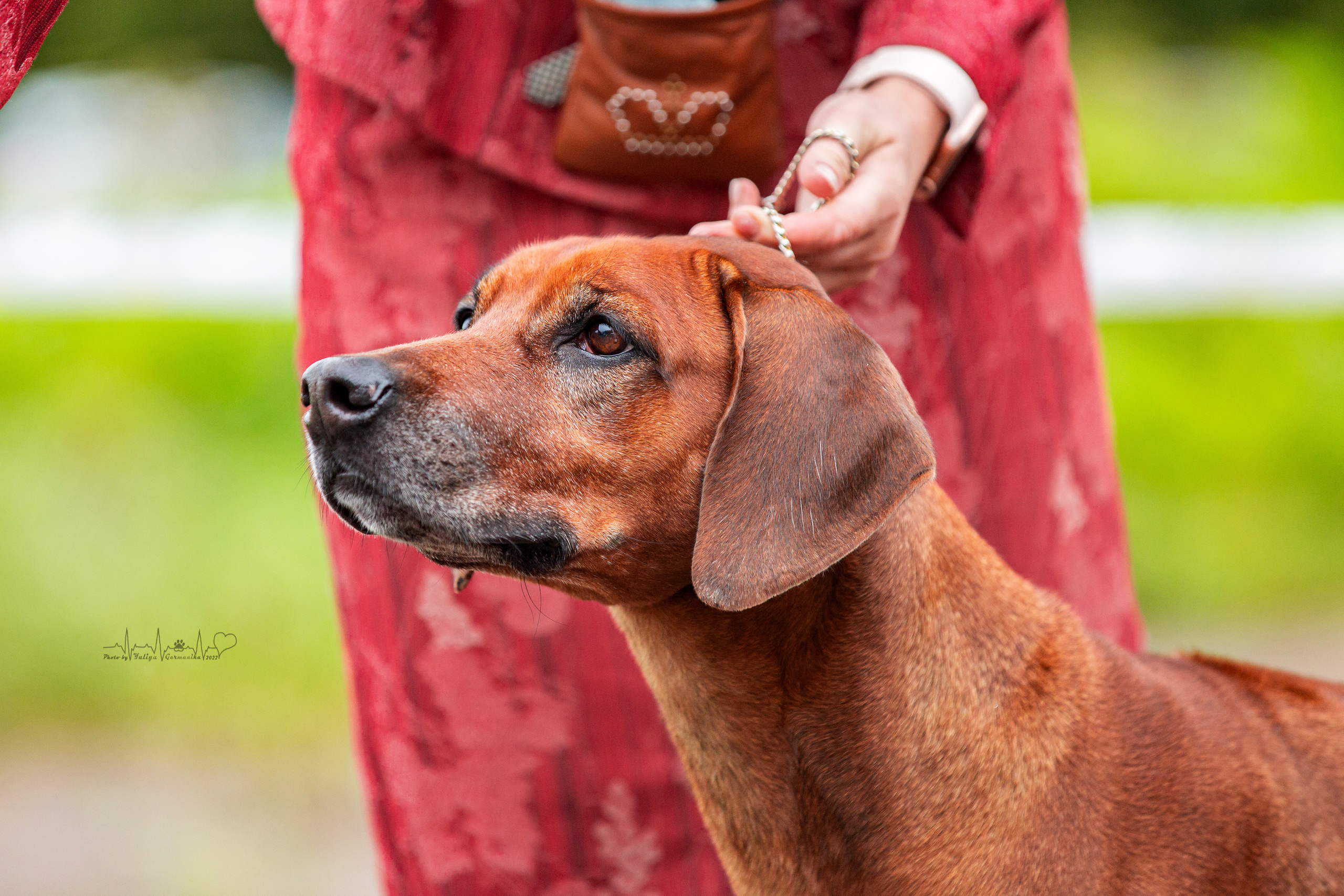 Ховрино 31.07,Чайна-Таун 6.08,Тверь 7.08. Фотограф-анималист Юлия Германика