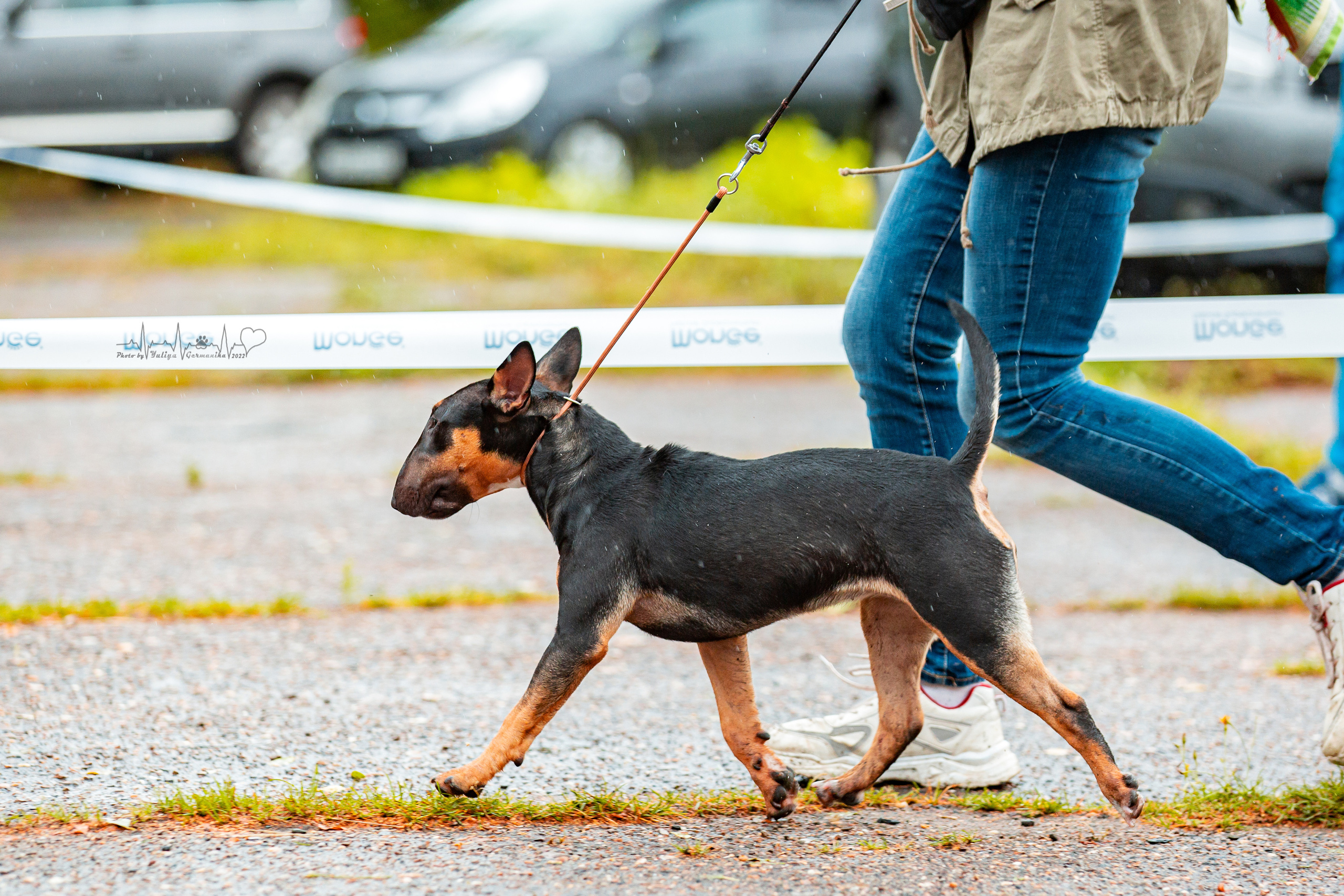 Ховрино 31.07,Чайна-Таун 6.08,Тверь 7.08. Фотограф-анималист Юлия Германика