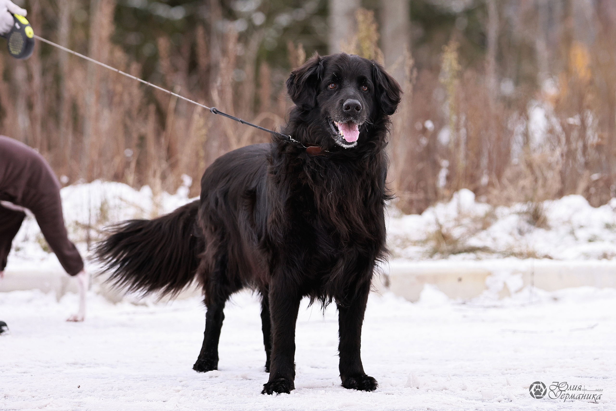 Минск 19-20.11.2022. Фотограф-анималист Юлия Германика